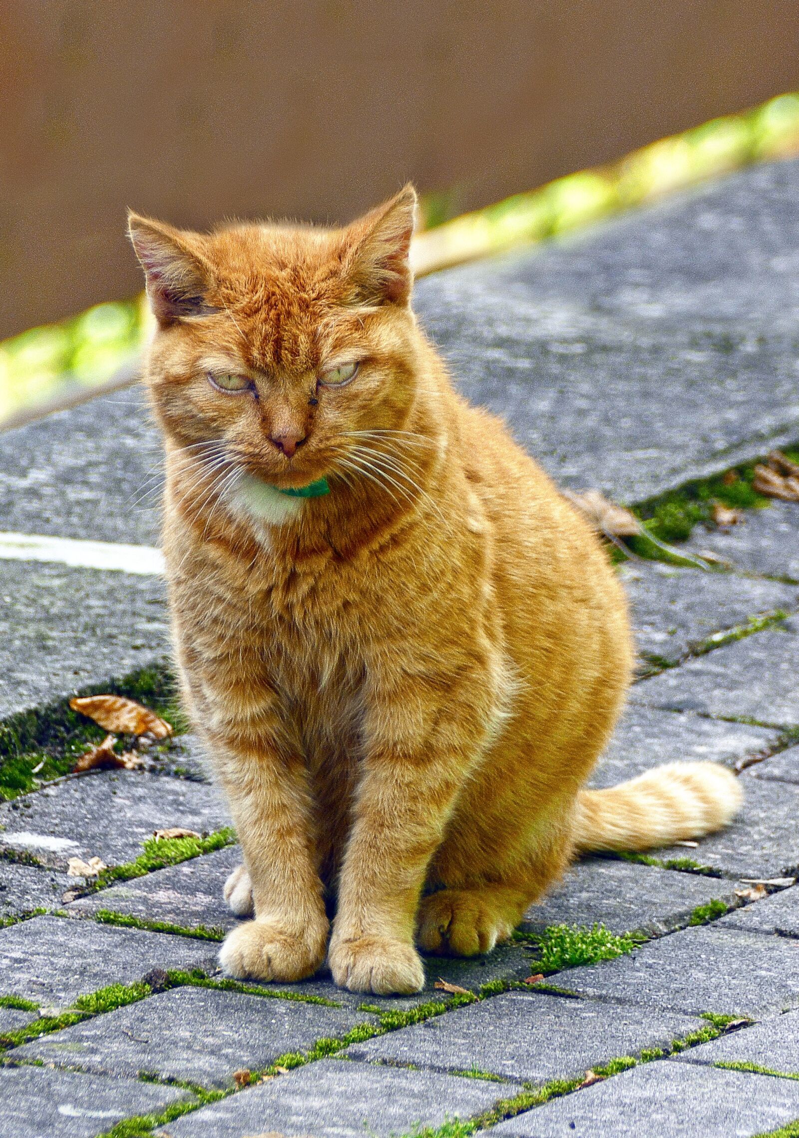 Panasonic Lumix DMC-FZ1000 sample photo. Cat, pet, red mackerel photography