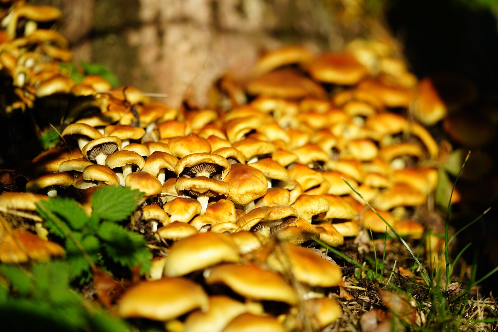 Sony a7R II + Sony FE 90mm F2.8 Macro G OSS sample photo. Mushrooms, nameko, galerina photography