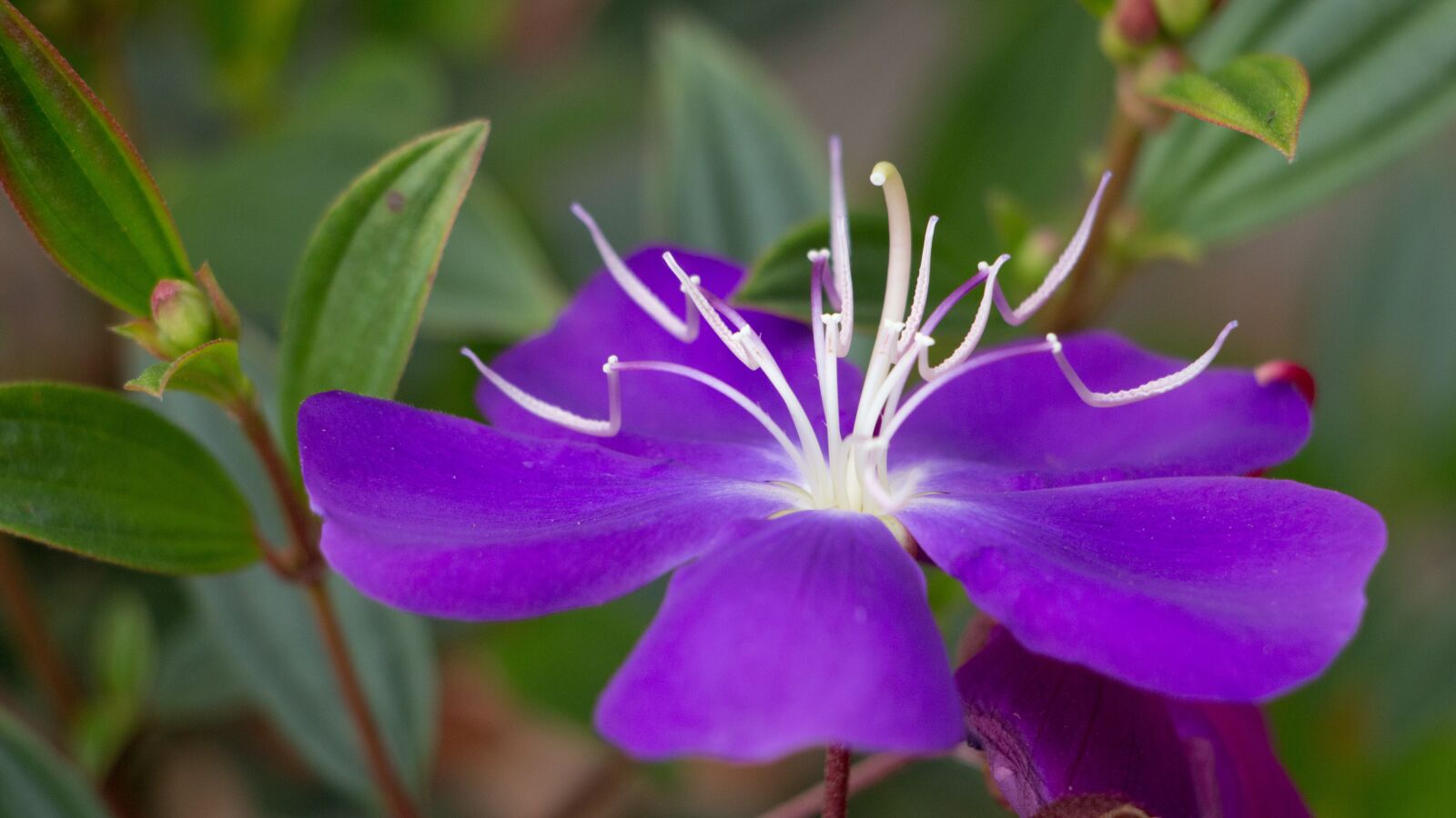Canon EOS 70D sample photo. Tibouchina, glory bush, princess photography
