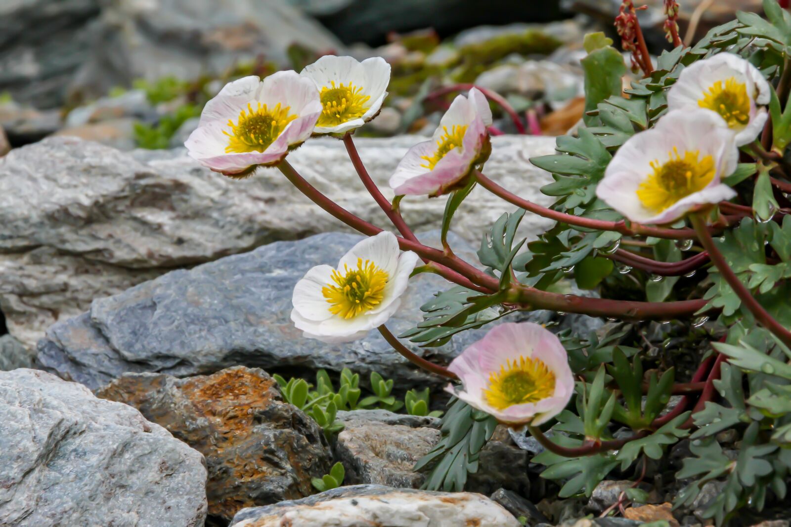Canon EOS 550D (EOS Rebel T2i / EOS Kiss X4) sample photo. Nature, flower, alpine photography
