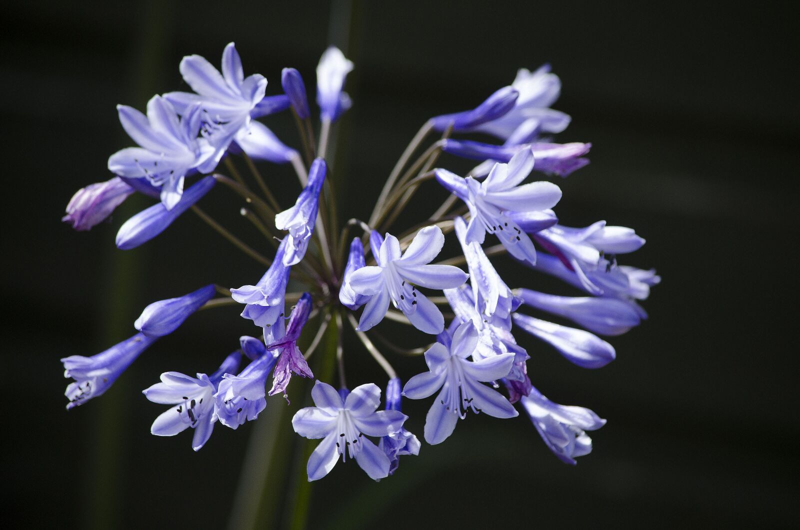 Nikon D5100 sample photo. Purple flower, purple, nature photography
