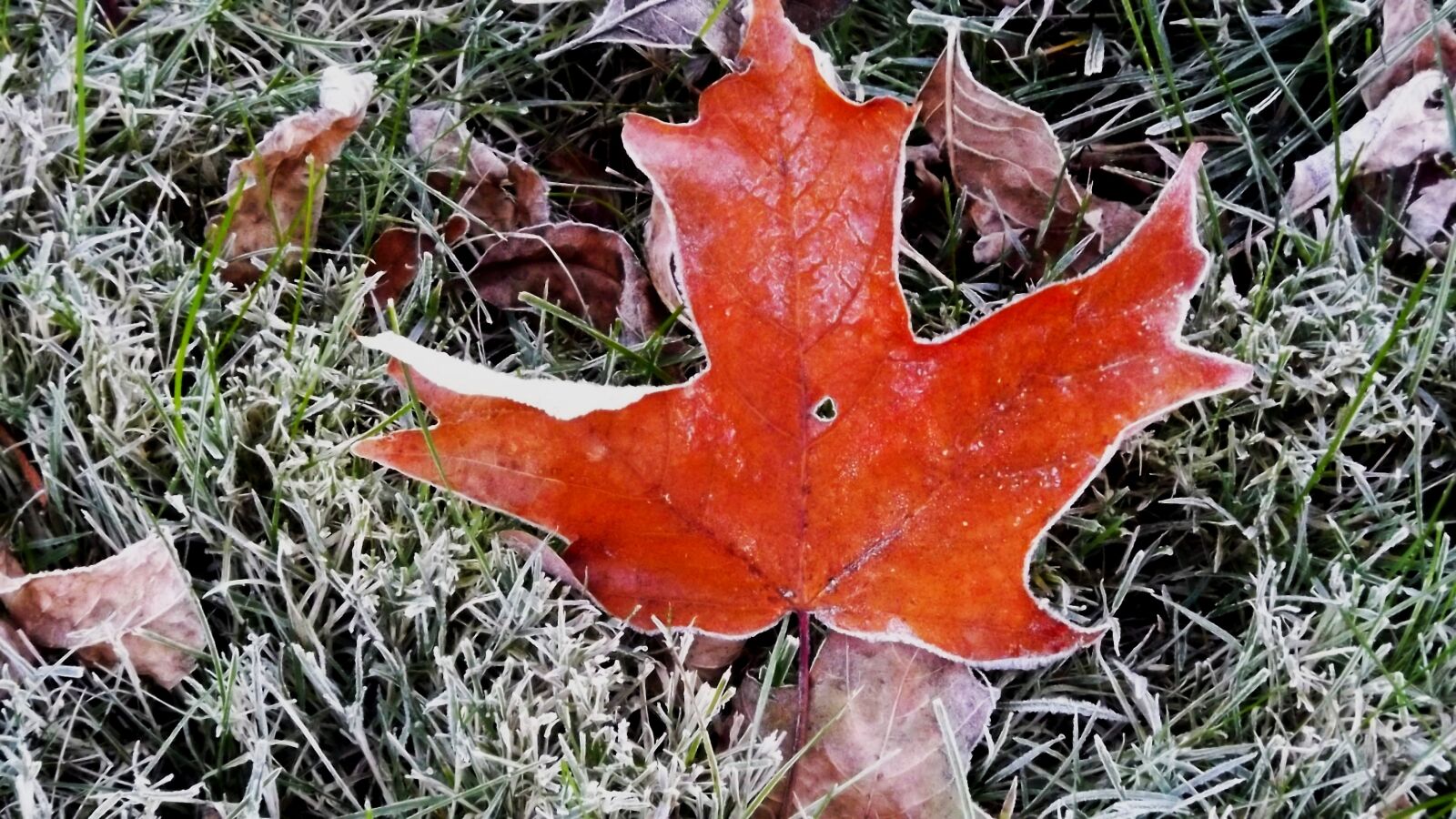 Fujifilm FinePix S3400 sample photo. Nature, maple leaf, frosted photography