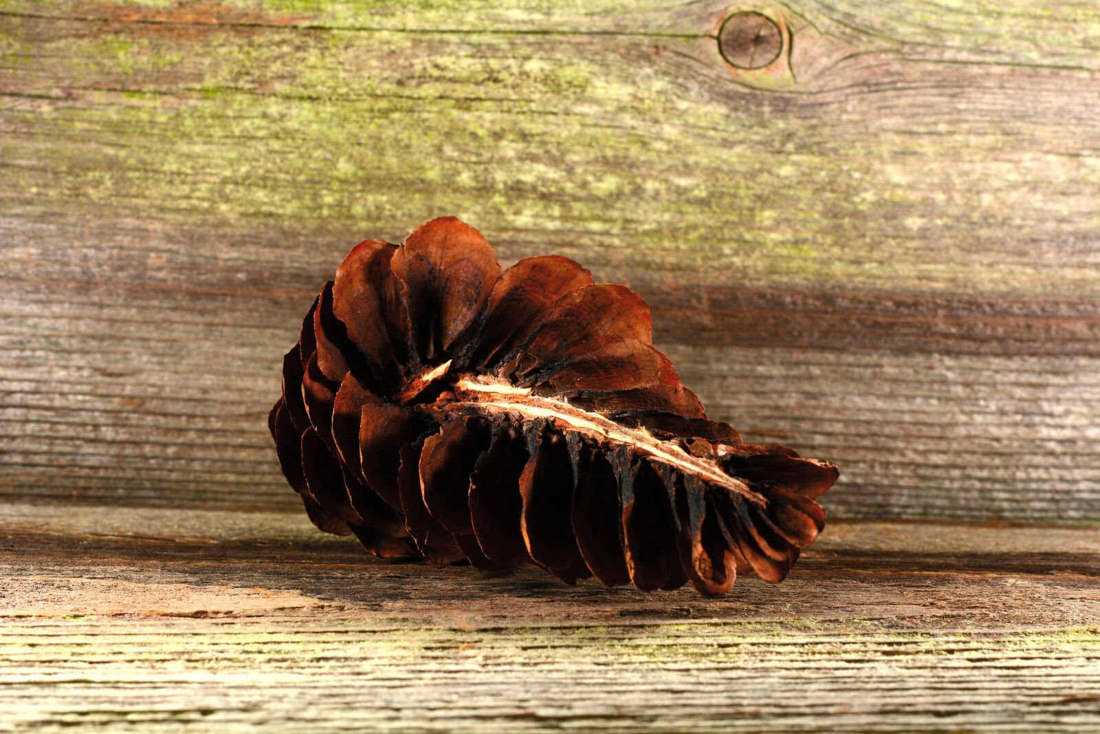 Nikon D7100 sample photo. Pine cones, tap, brown photography