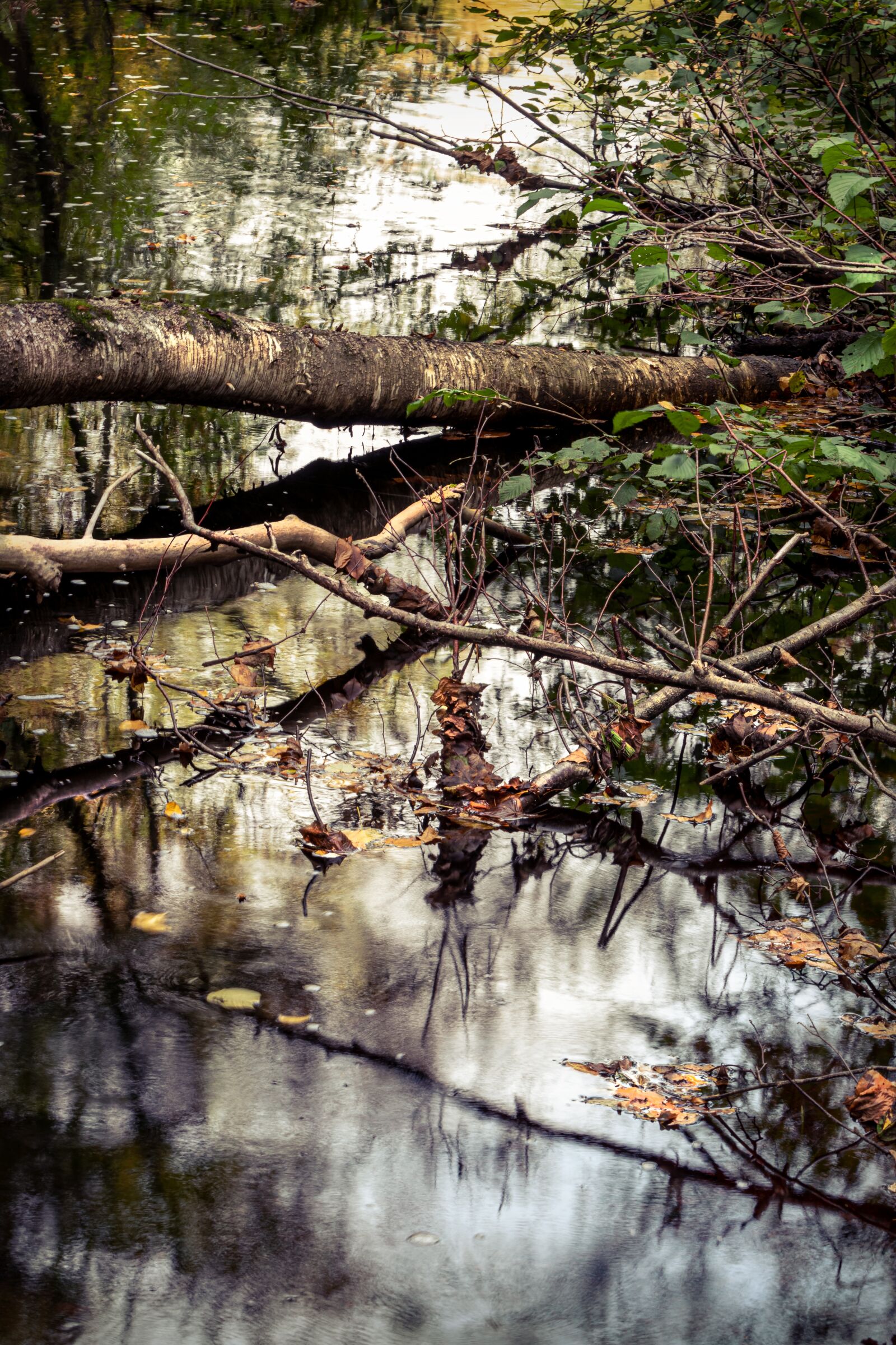 Canon EOS 80D sample photo. Stream, trees, landscape photography