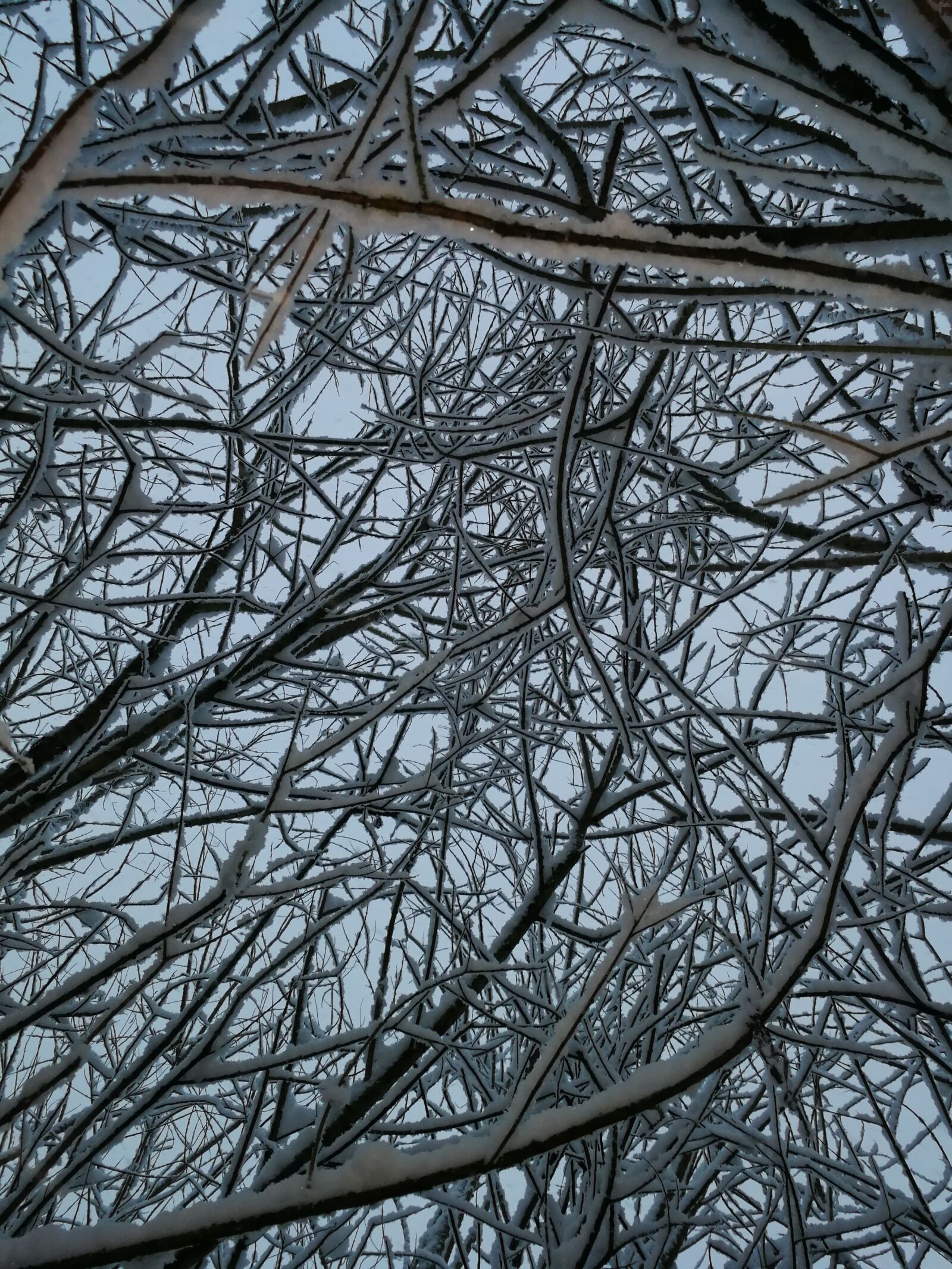 HUAWEI P10 sample photo. Snow, winter, branches photography