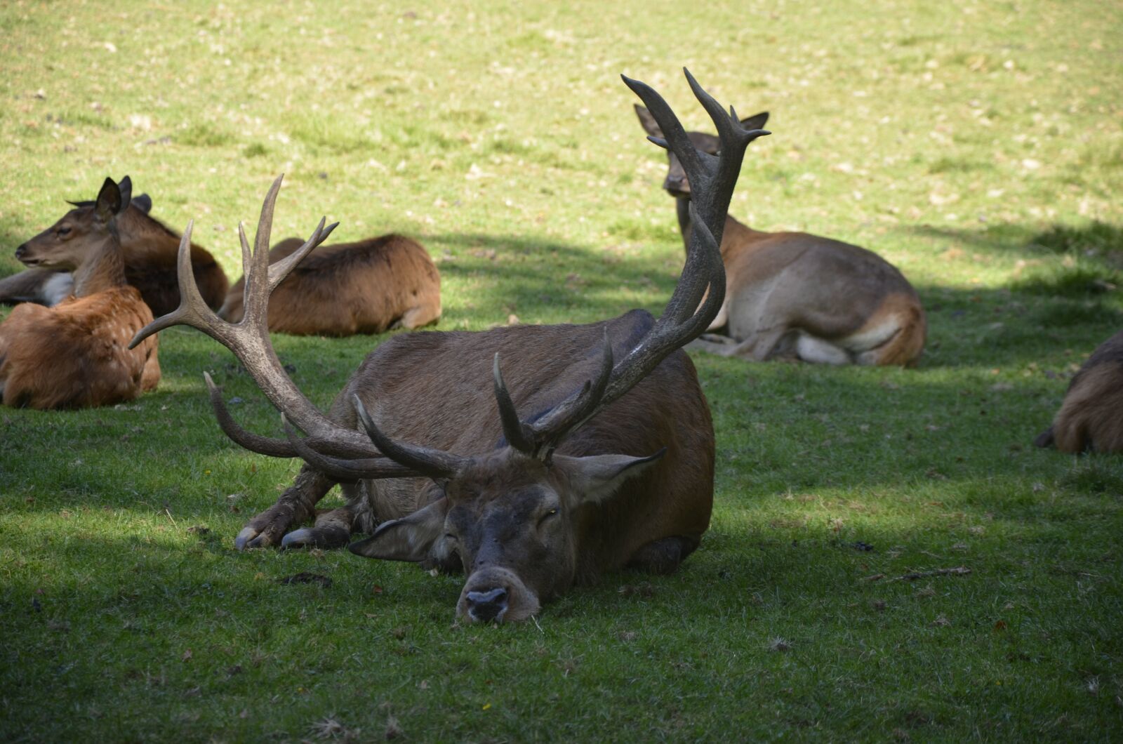 Nikon D5100 sample photo. Hirsch, animal, antler photography