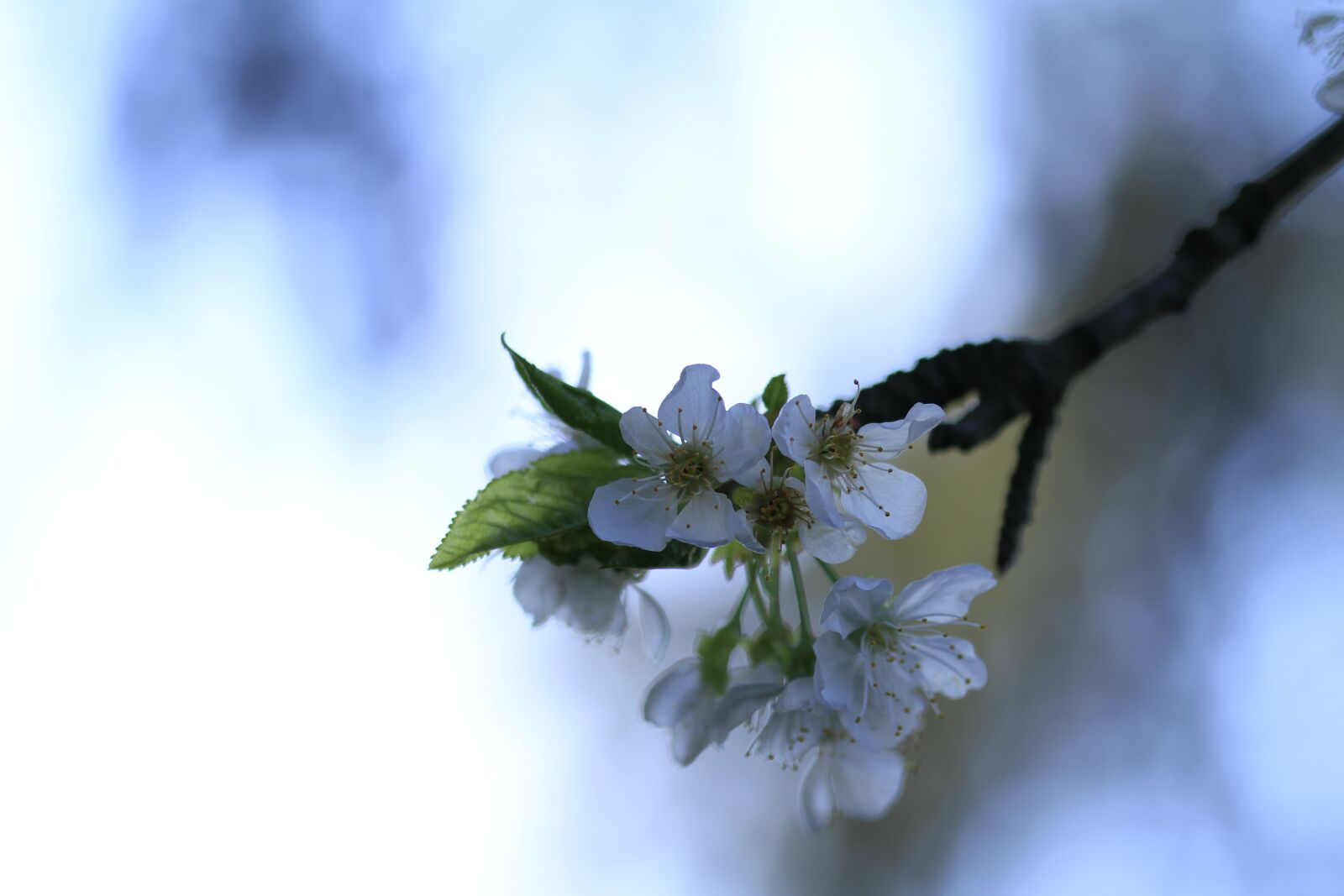 Canon EOS 7D sample photo. Blossom, bloom, white photography