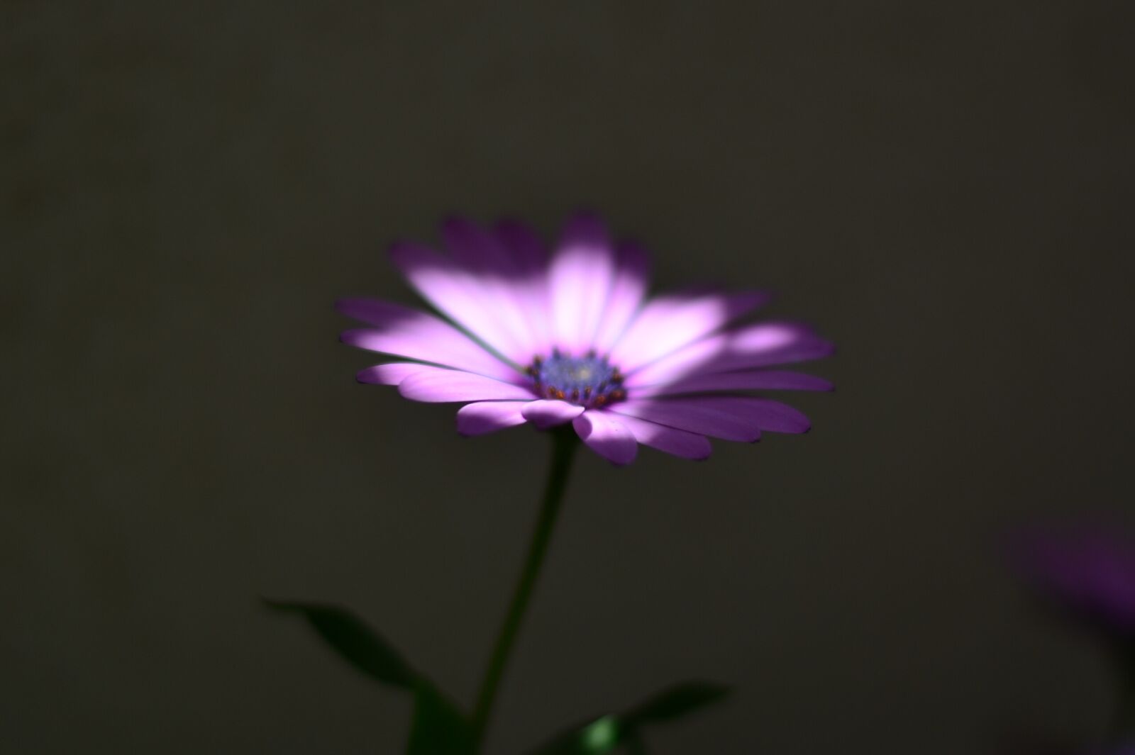 Nikon D5100 sample photo. Flower, macro, nature photography
