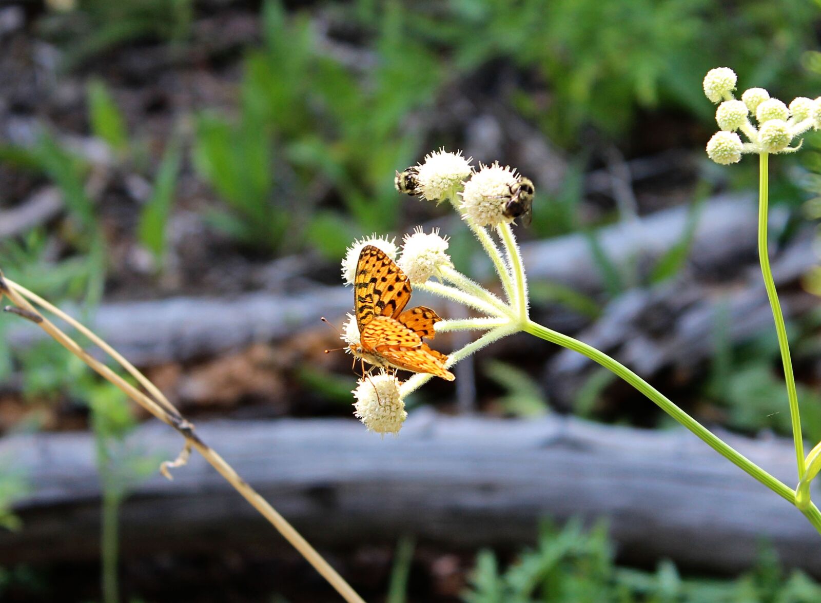Canon EOS 600D (Rebel EOS T3i / EOS Kiss X5) sample photo. Butterfly, flower, insect photography