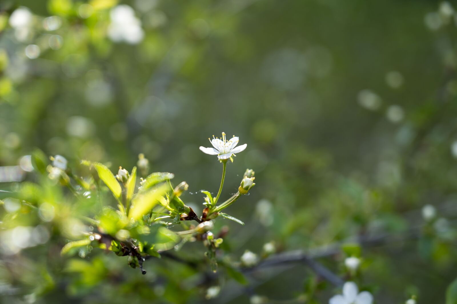 Sony FE 24-105mm F4 G OSS sample photo. Flowering, a branch, flowers photography