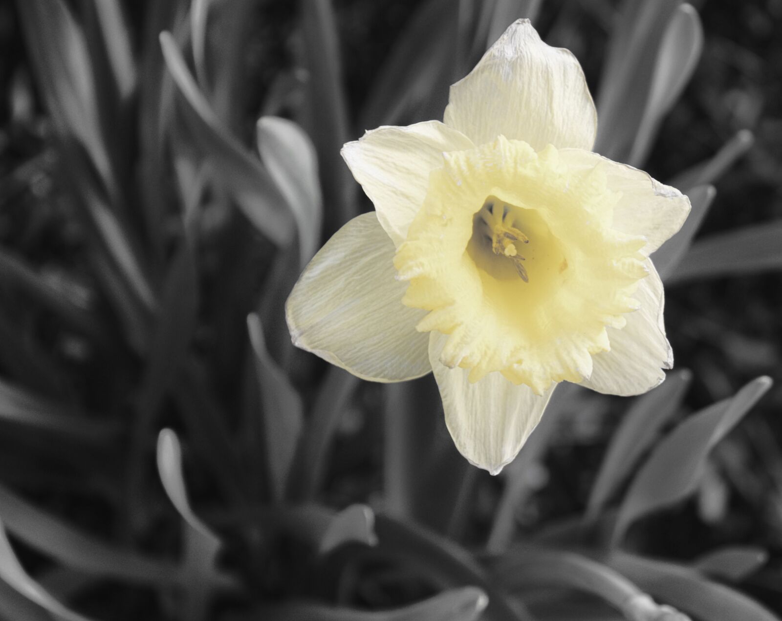 Canon EOS 1300D (EOS Rebel T6 / EOS Kiss X80) sample photo. Daffodil, black and white photography