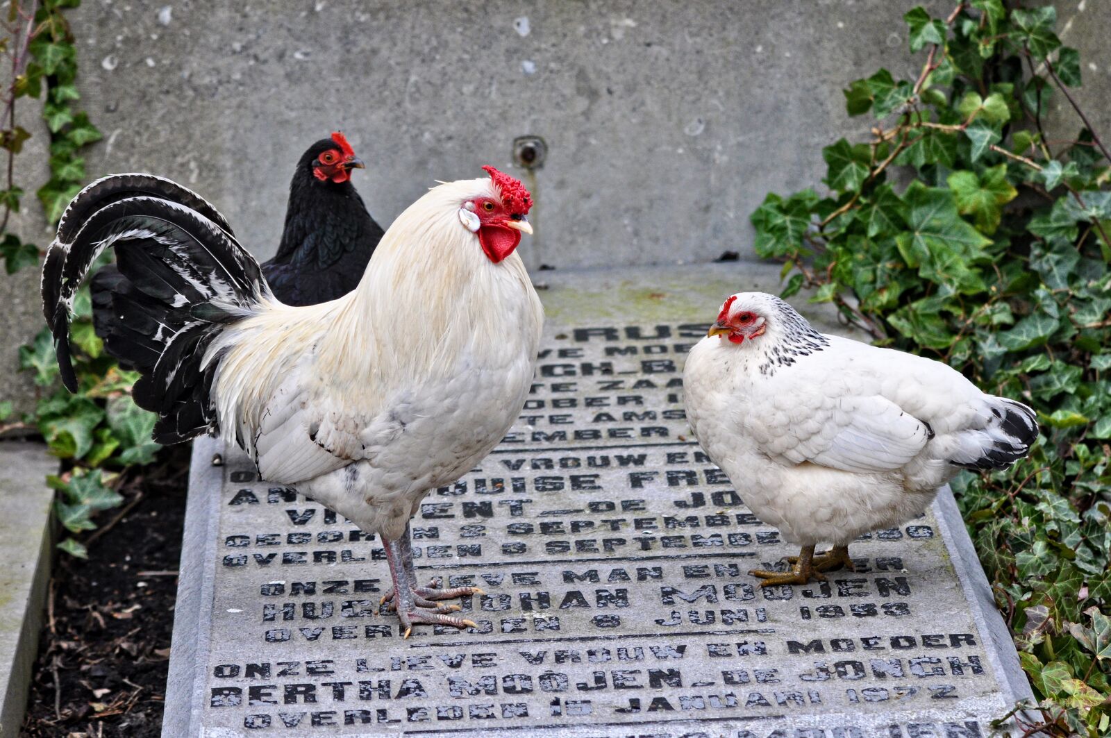 Nikon D90 sample photo. Chicken, animal, bird photography