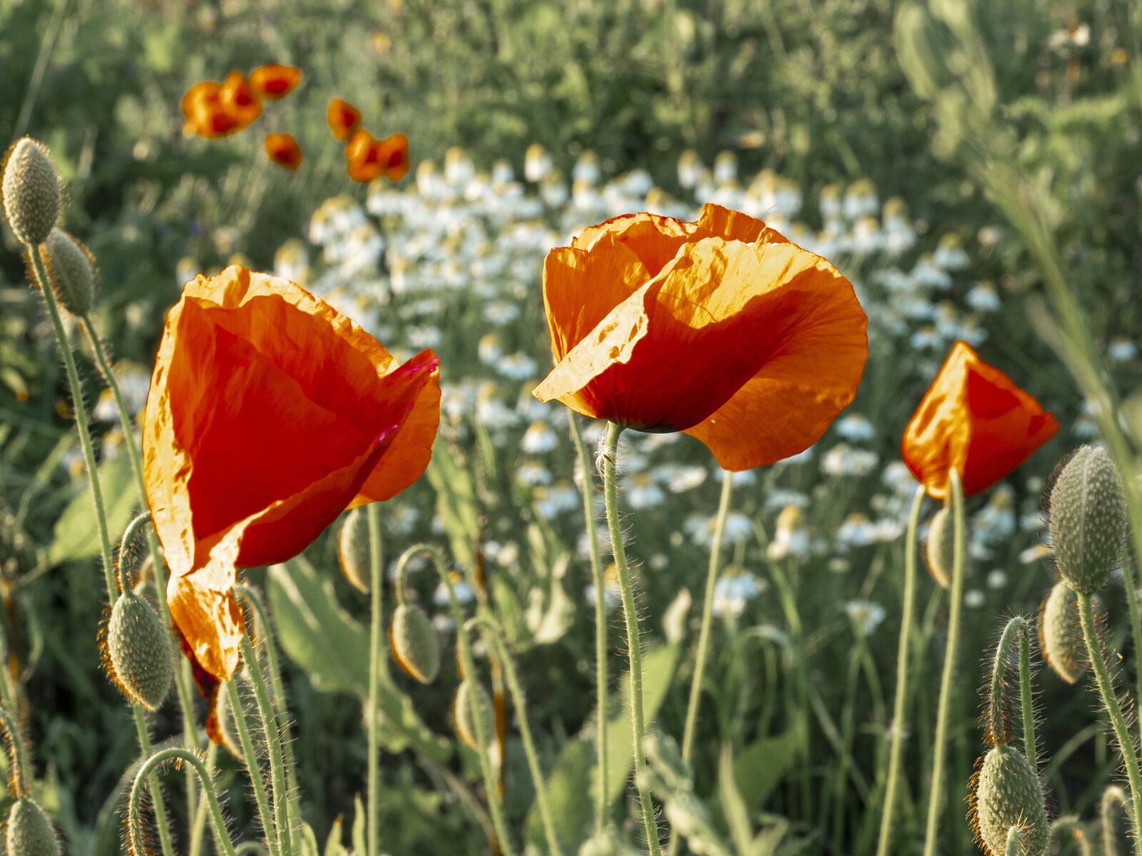 Olympus OM-D E-M5 II + Olympus M.Zuiko Digital ED 12-40mm F2.8 Pro sample photo. Meadow, poppy, flower meadow photography