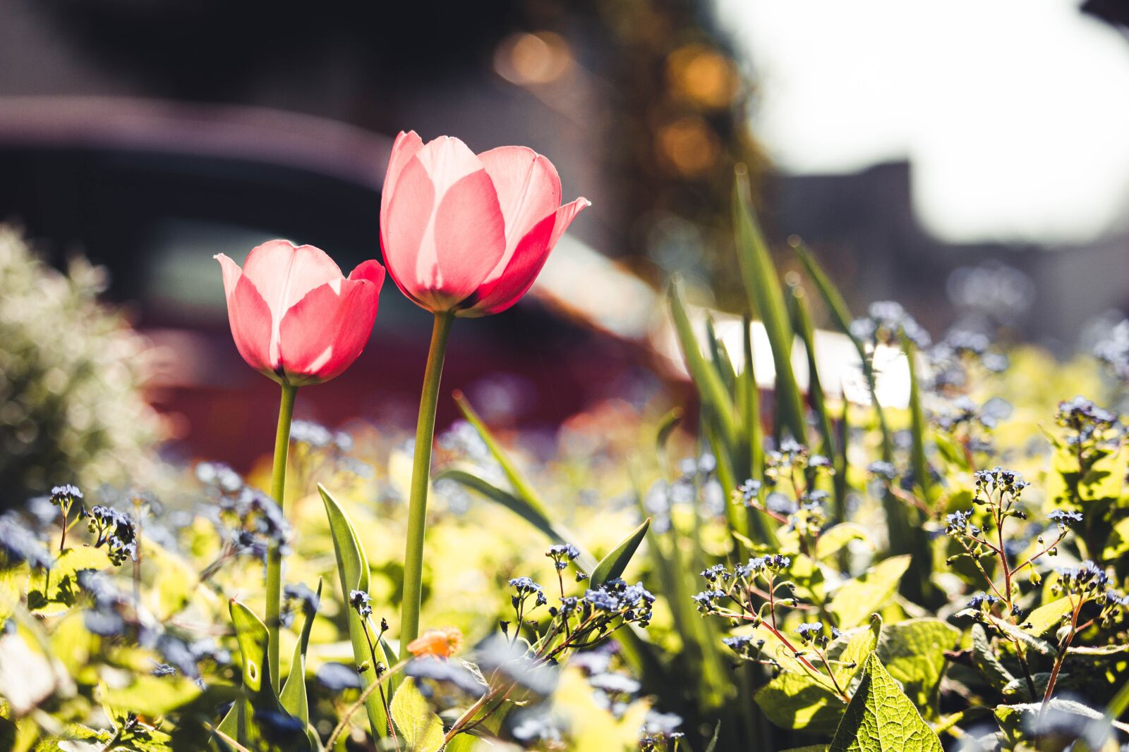 Canon EOS 100D (EOS Rebel SL1 / EOS Kiss X7) sample photo. Tulips, flowers, spring photography