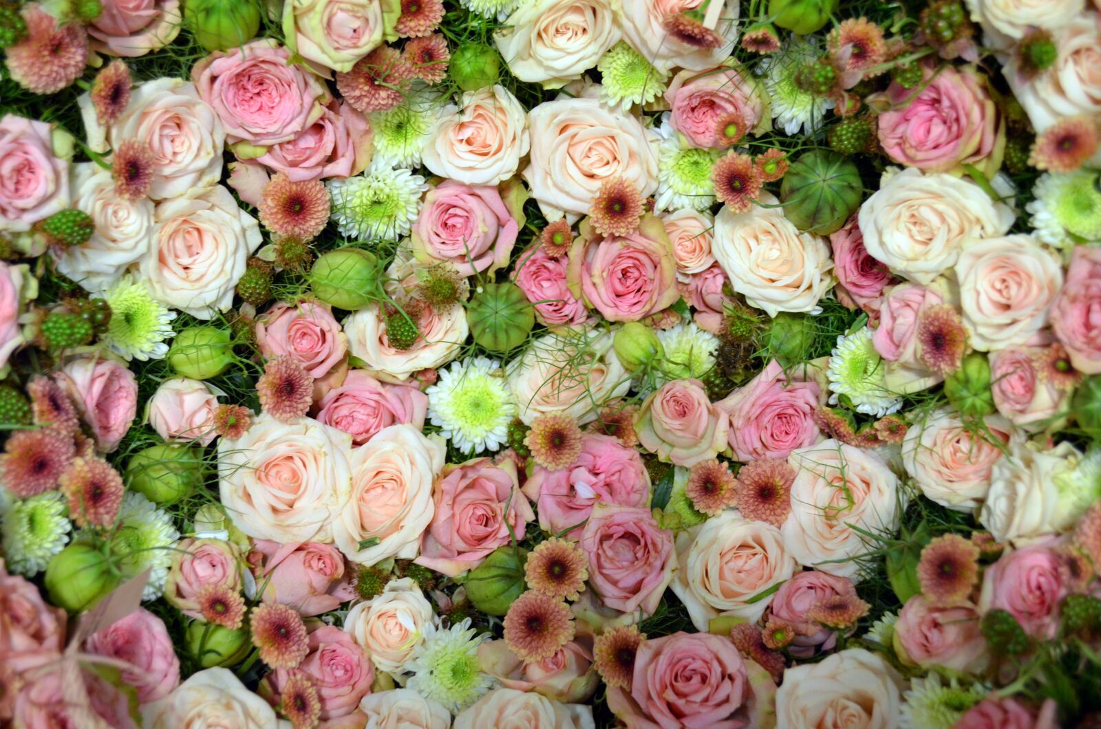 Nikon D5100 sample photo. Blütenmeer, pink, rose photography