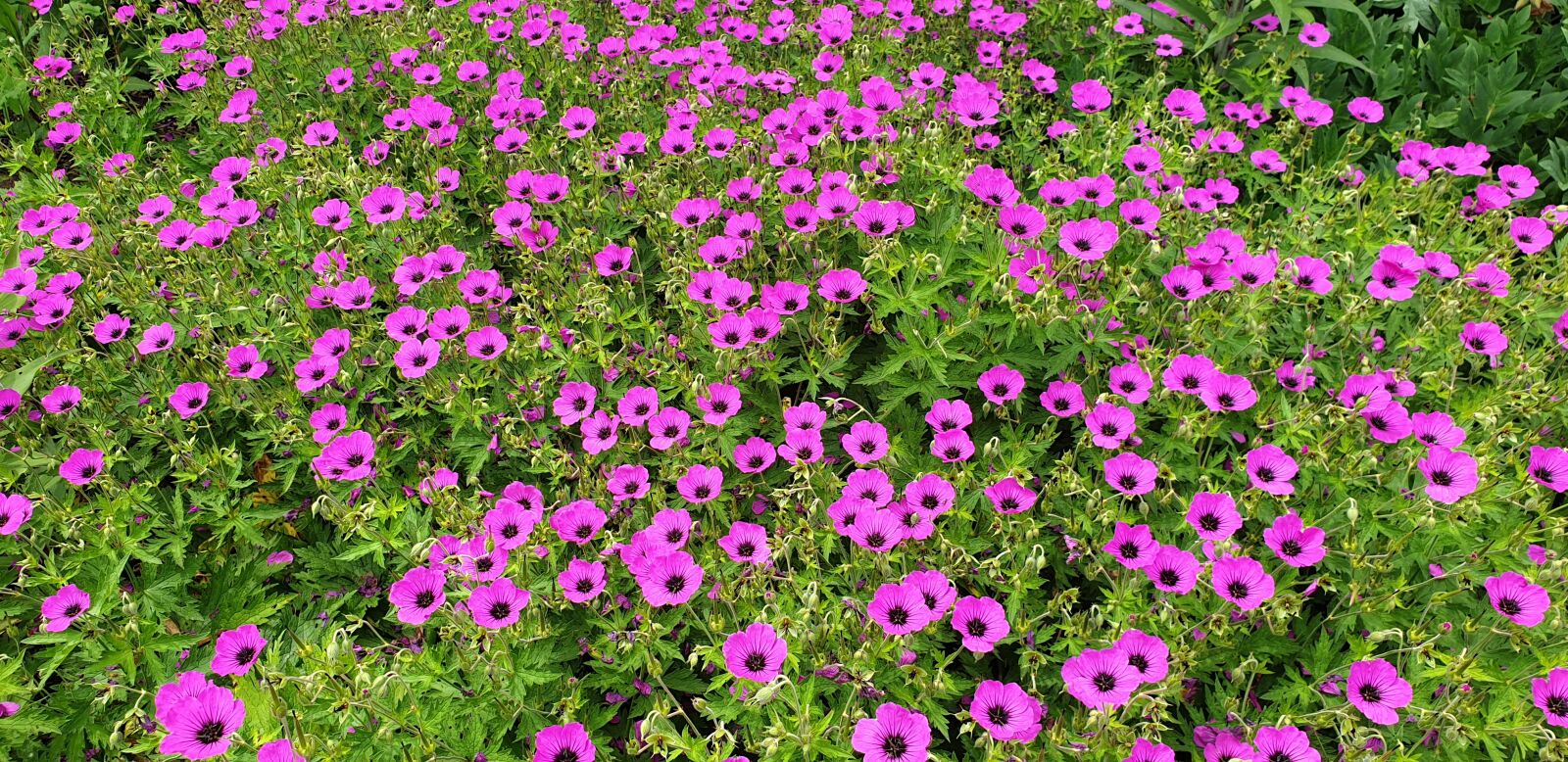 Samsung Galaxy S9 sample photo. Flowers, garden, summer photography