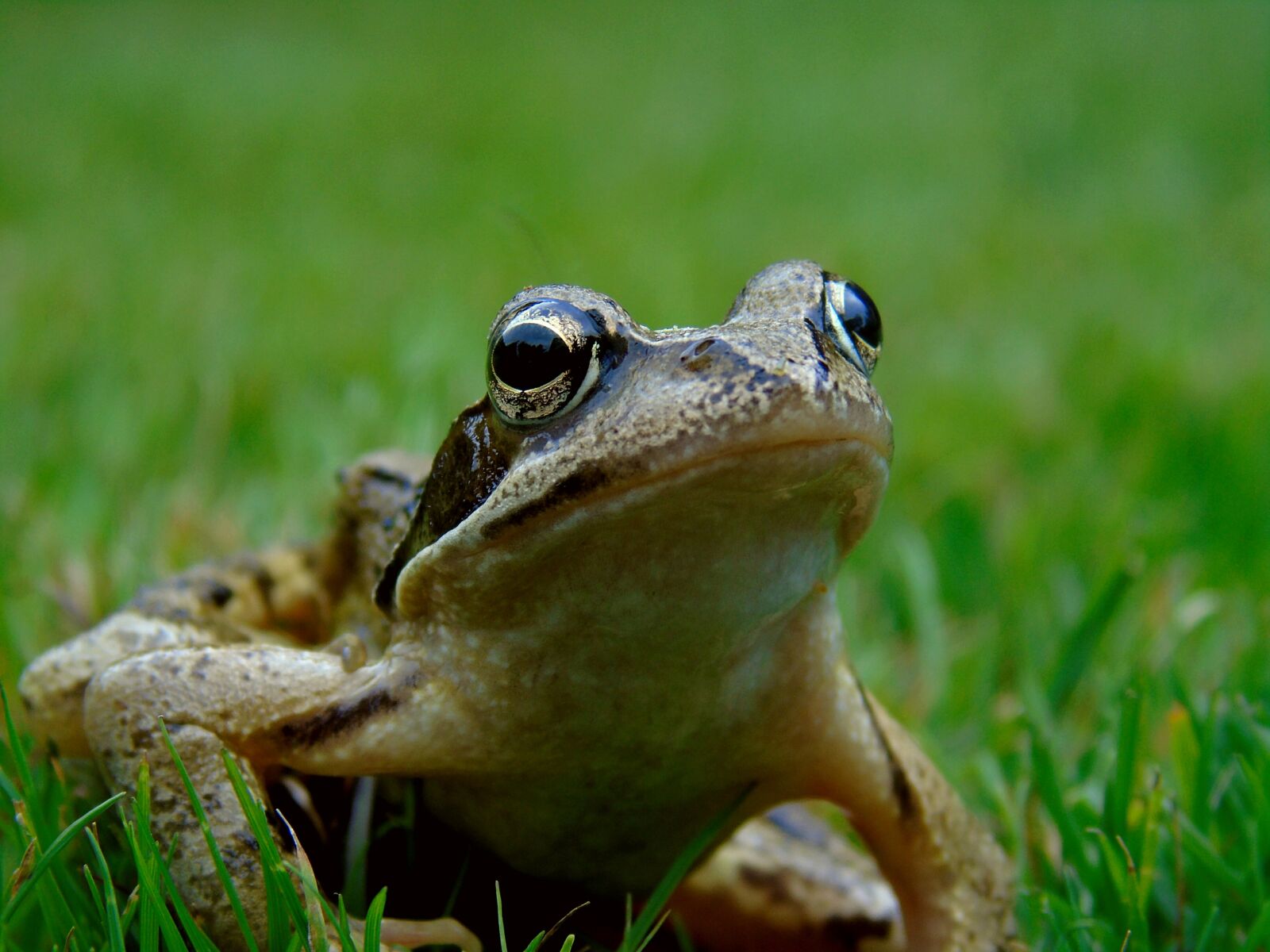 Sony Cyber-shot DSC-H400 sample photo. Frog pond, frog, amphibian photography