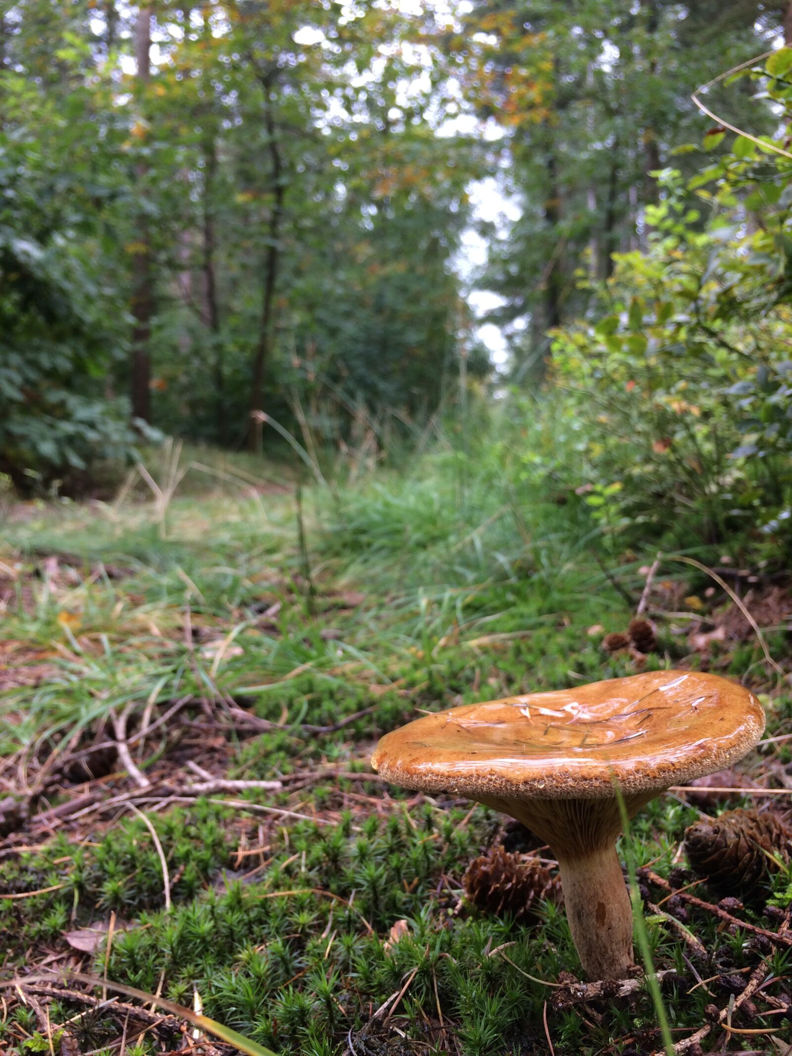 Apple iPhone 5s sample photo. Mushroom, hiking, forest photography