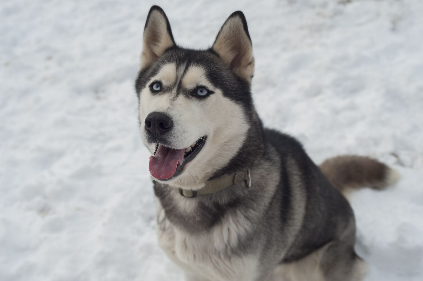 Nikon D700 sample photo. Husky, dog, siberian husky photography