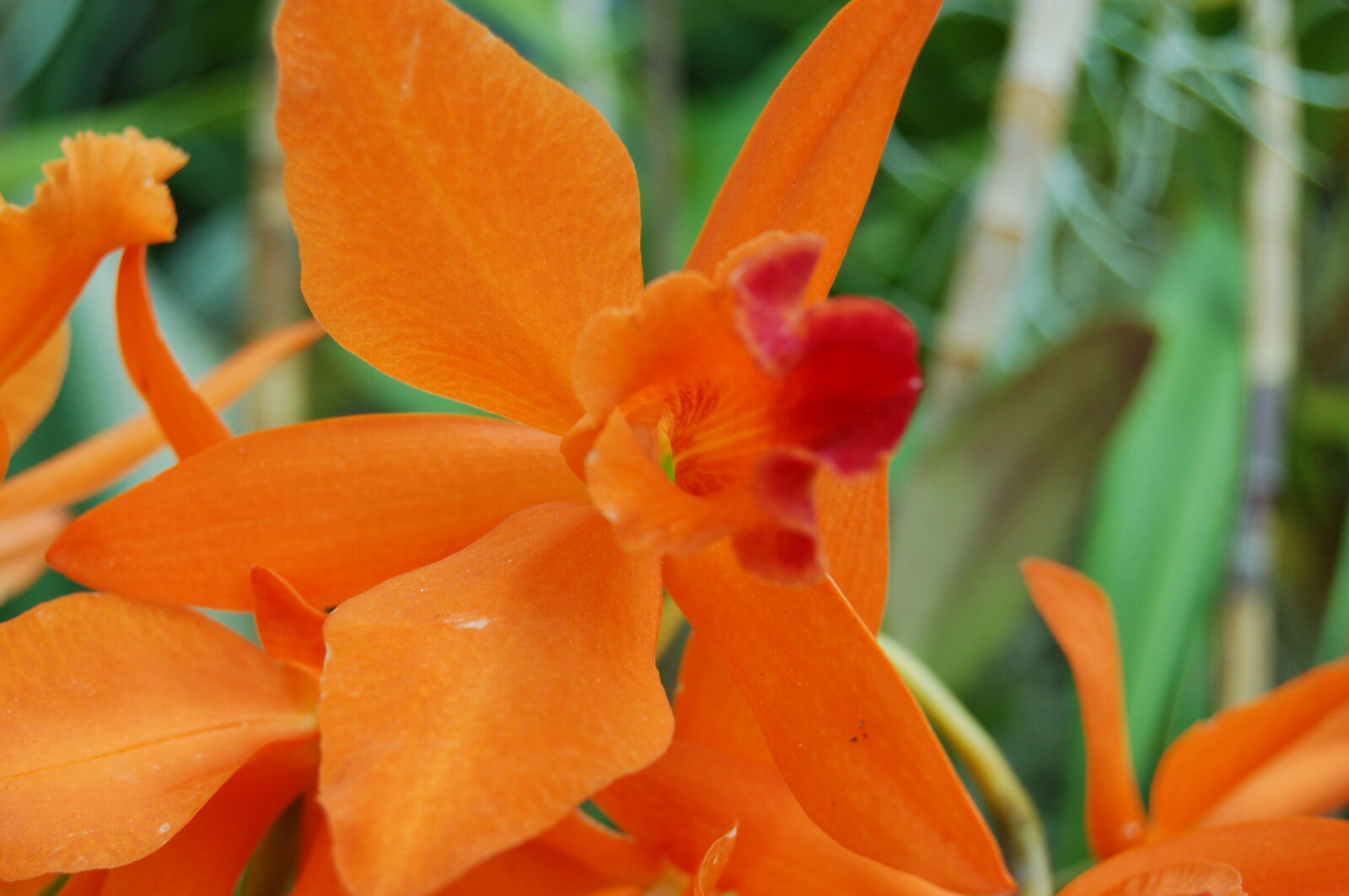 Nikon D50 + AF-S DX Zoom-Nikkor 18-55mm f/3.5-5.6G ED sample photo. Flower, flowers, orange, orchid photography