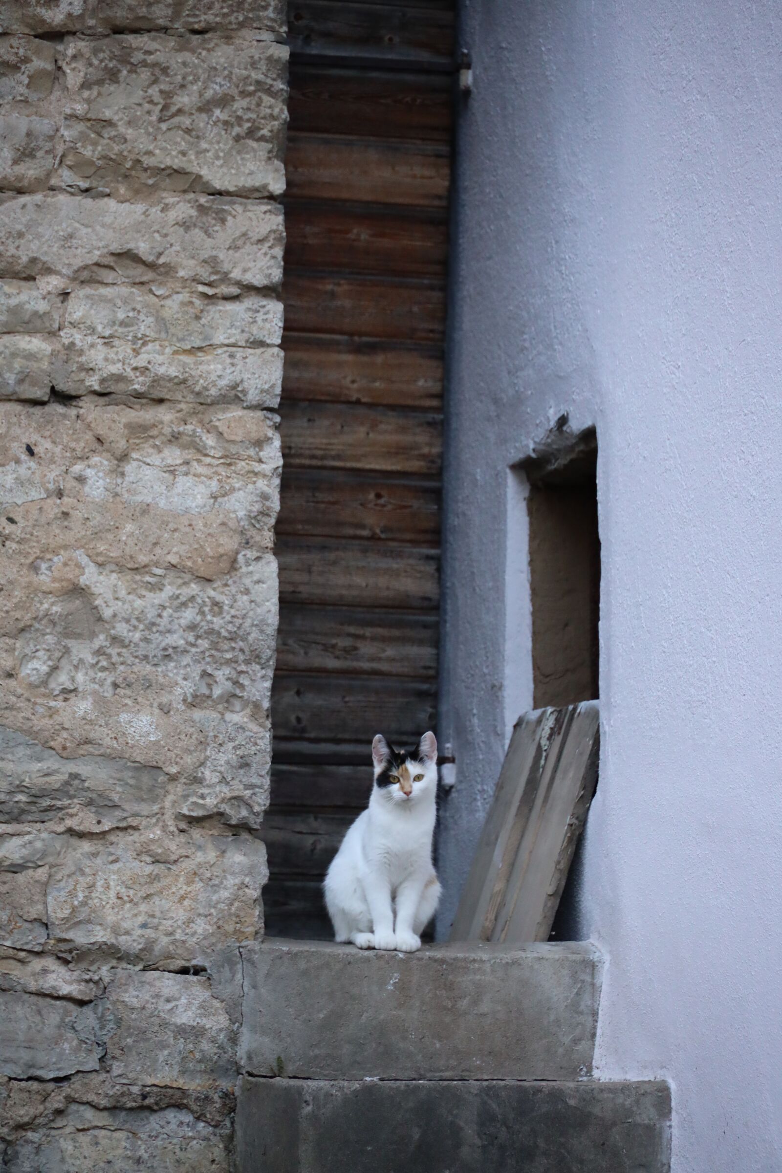 Canon EOS R sample photo. Cat, animal, pet photography