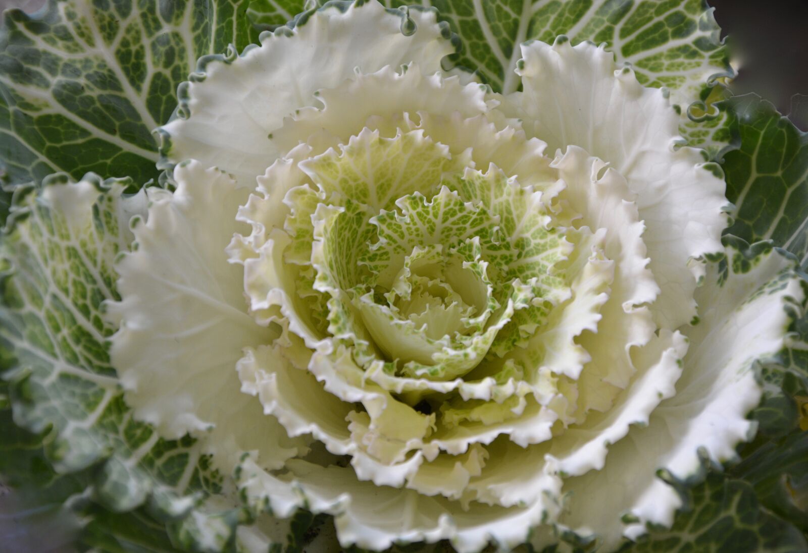 Nikon D5200 sample photo. Cabbage ornament, decorative, decoration photography