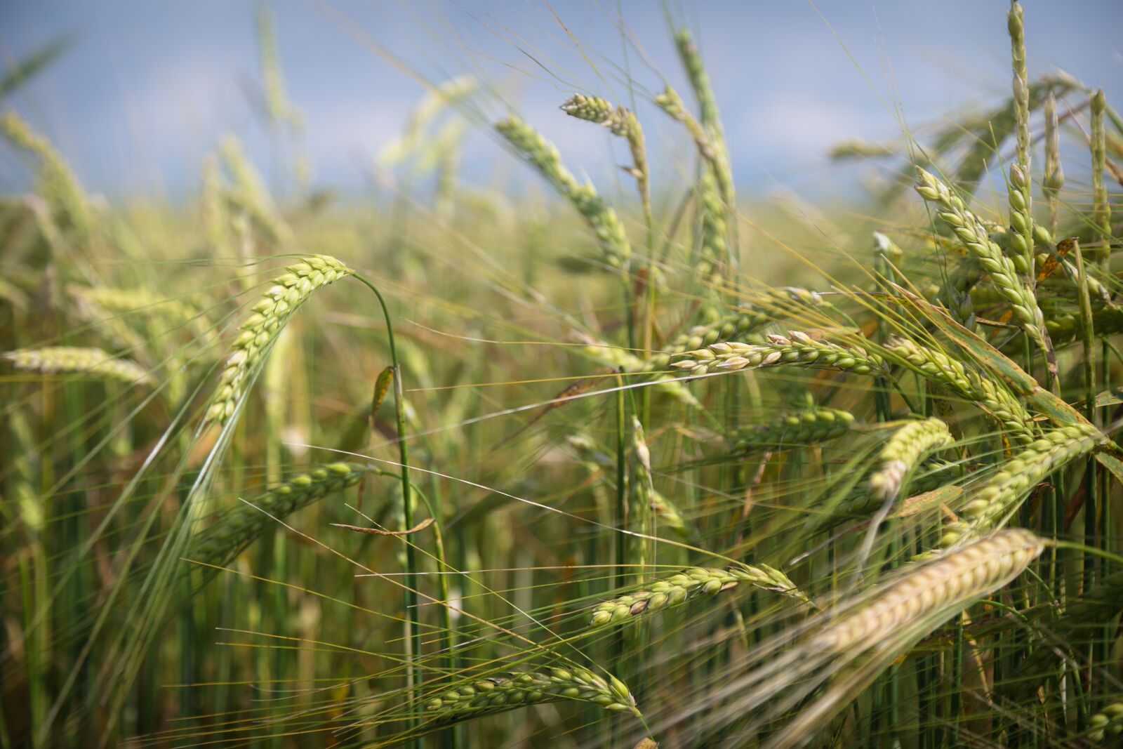 Canon EOS 6D + Canon EF 24-105mm F4L IS USM sample photo. Field, macro, nature photography