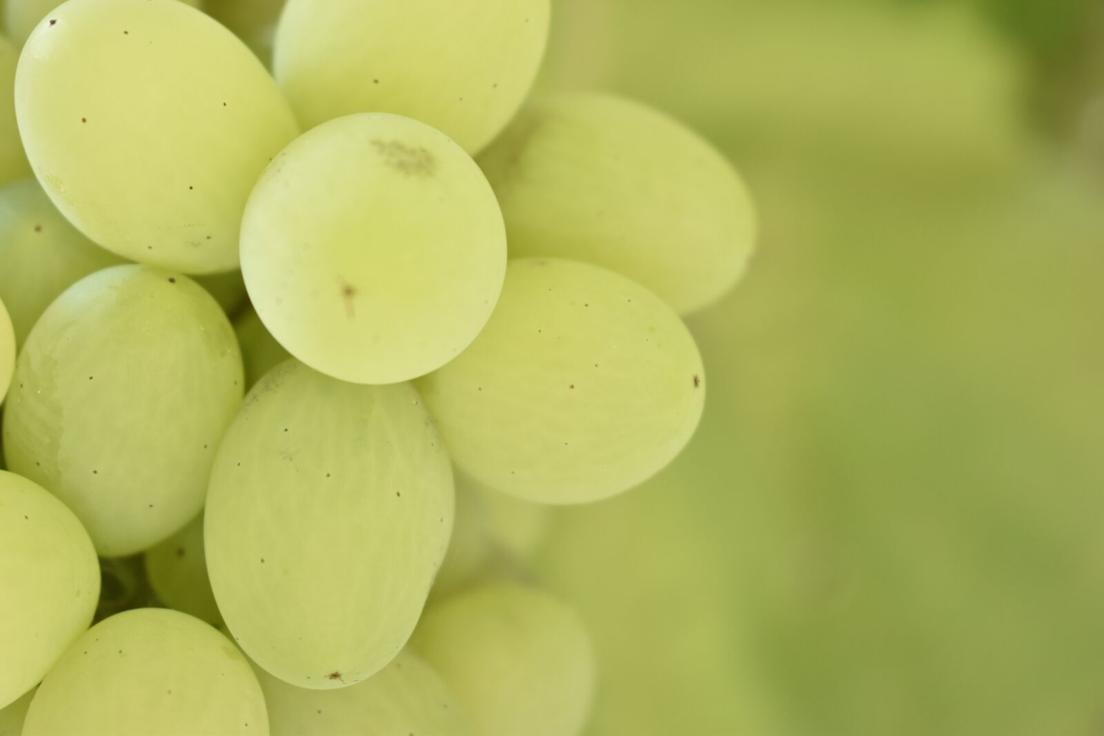 Nikon D3500 sample photo. Grapes, green grapes, fruits photography