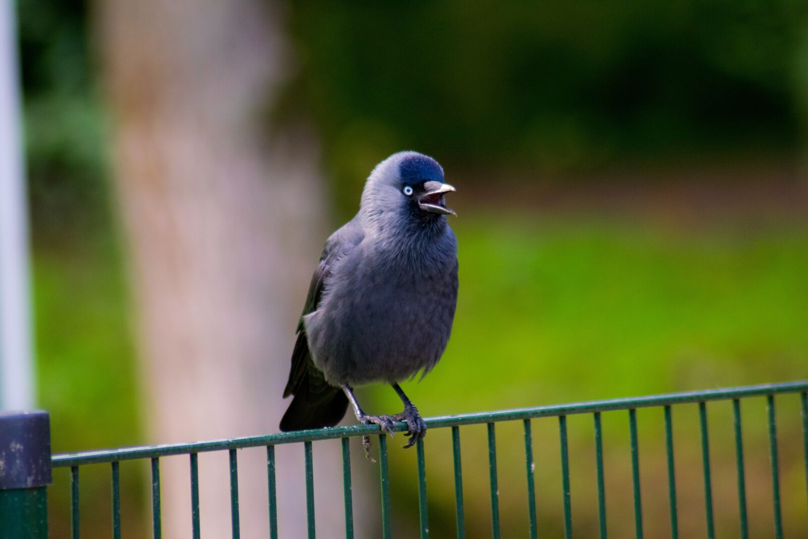 Nikon D3300 sample photo. Bird, nature, wildlife photography