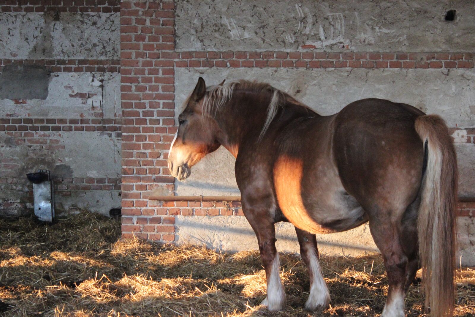 Canon EOS 600D (Rebel EOS T3i / EOS Kiss X5) sample photo. Horse, herd, torino photography