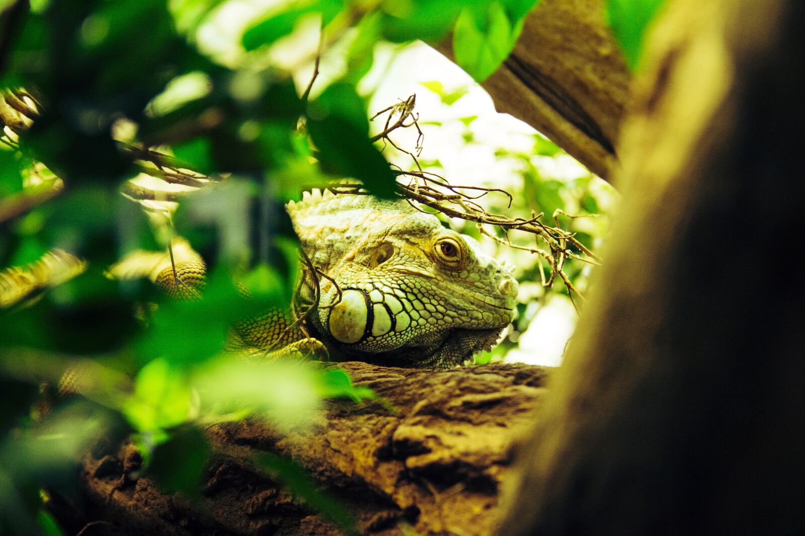 Canon EOS 650D (EOS Rebel T4i / EOS Kiss X6i) sample photo. Iguana, reptile, lizard photography