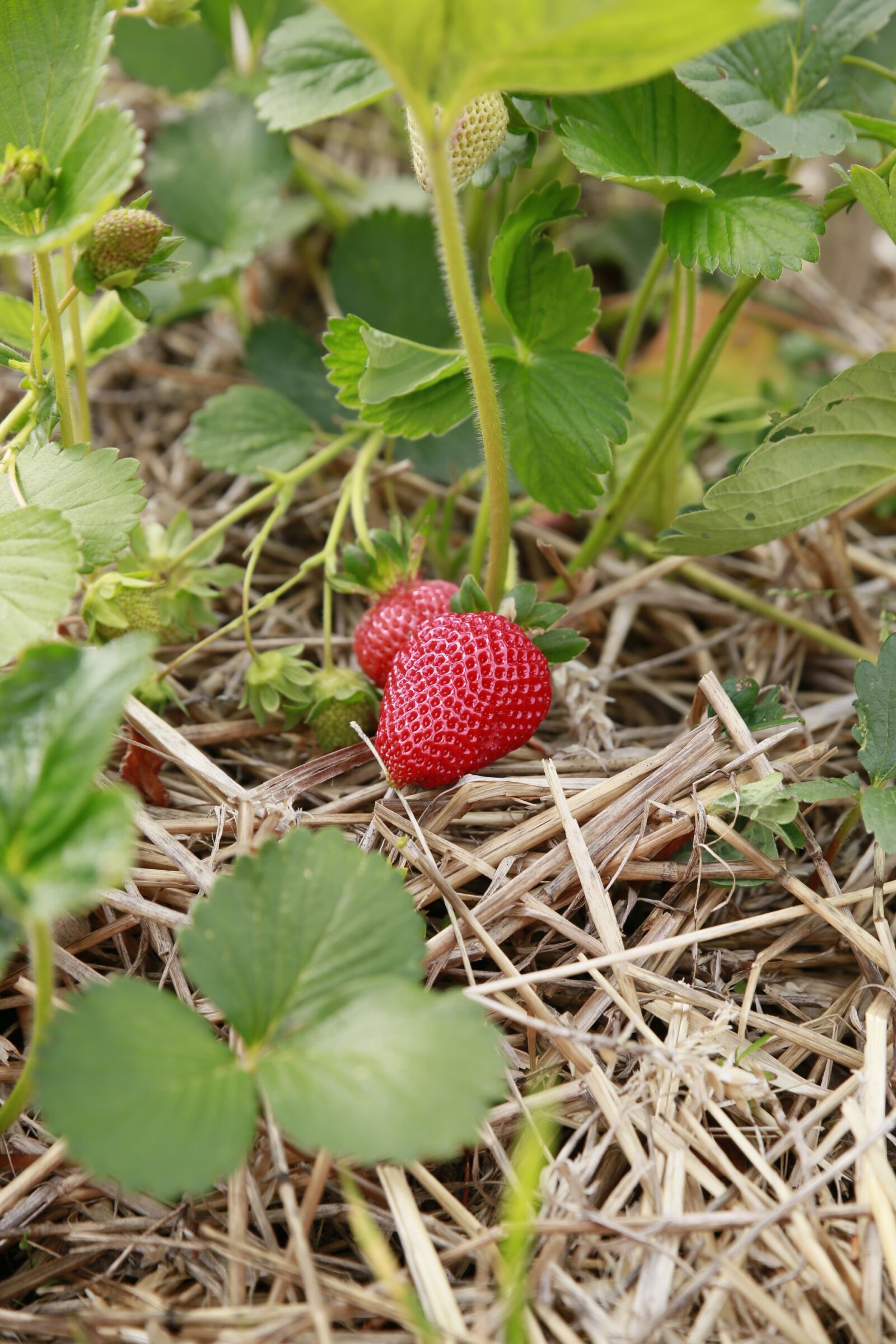 Canon EOS 5D Mark III sample photo. Nature, plant, strawberry photography