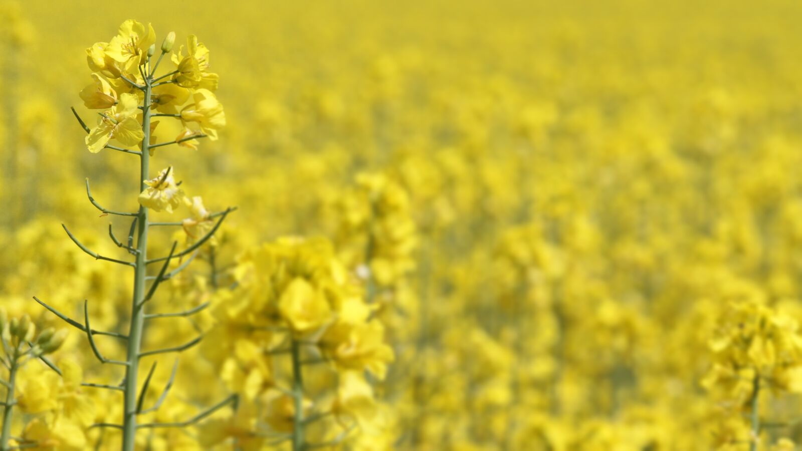 Canon EOS 7D sample photo. Oilseed rape, rapeseed, rape photography