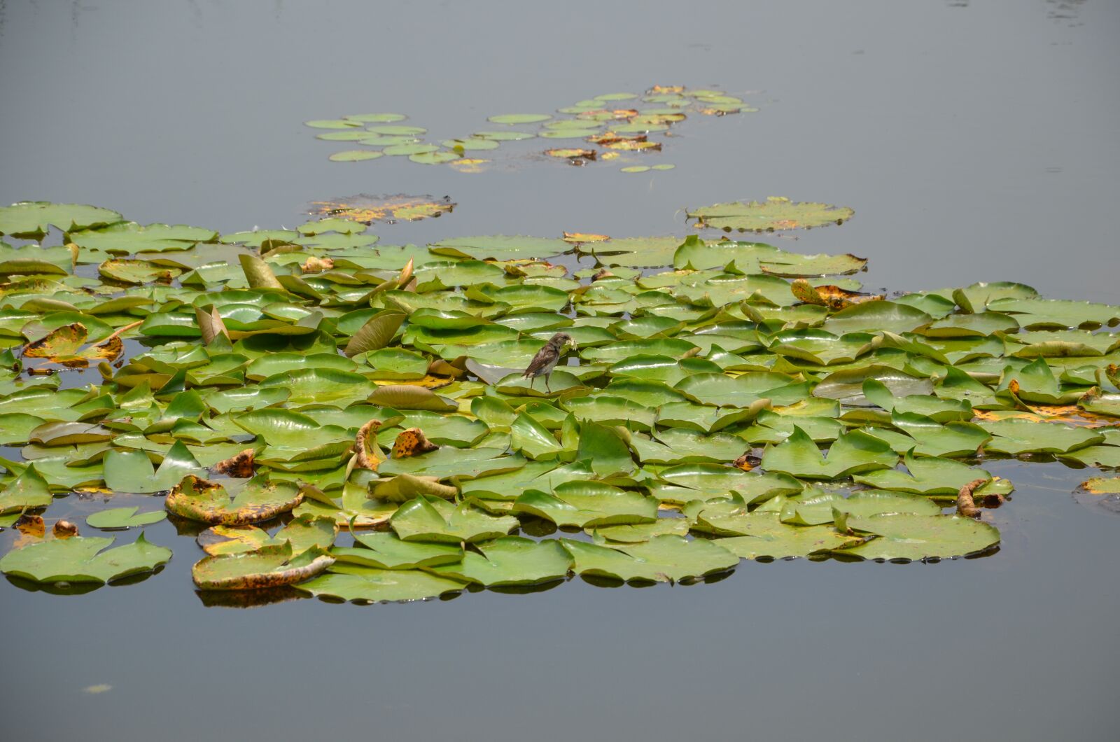 Nikon D5100 sample photo. Water, green, float photography
