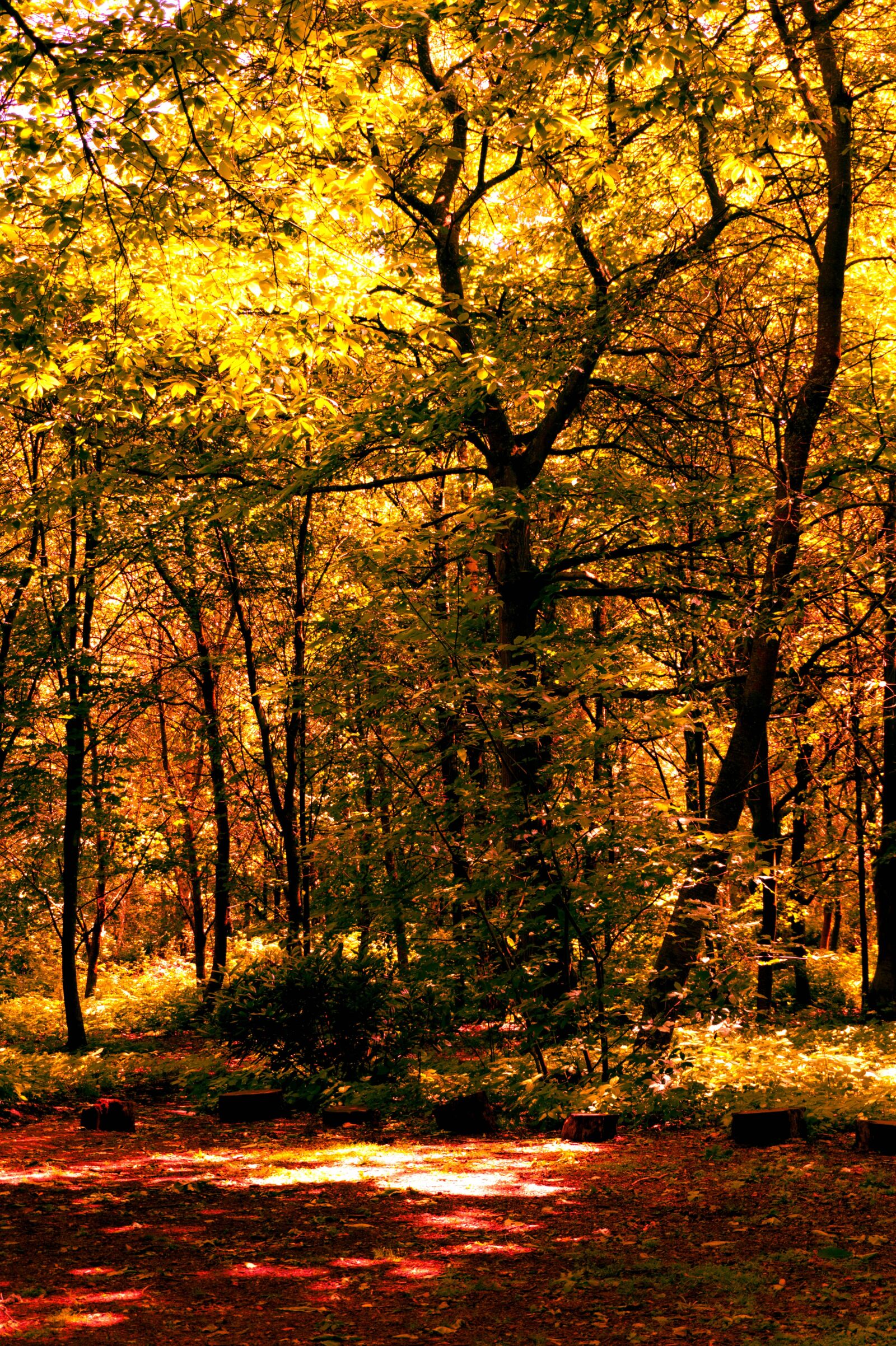Sony Alpha a5000 (ILCE 5000) sample photo. Trees, autumn, season photography