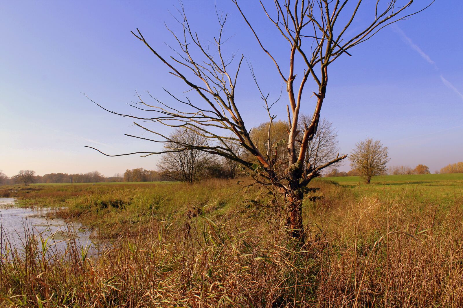Canon EOS 1200D (EOS Rebel T5 / EOS Kiss X70 / EOS Hi) sample photo. Autumn landscape, bare trees photography