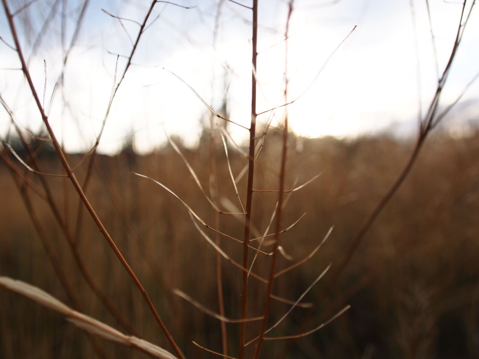 Olympus OM-D E-M5 sample photo. Nature, grass, sunset photography