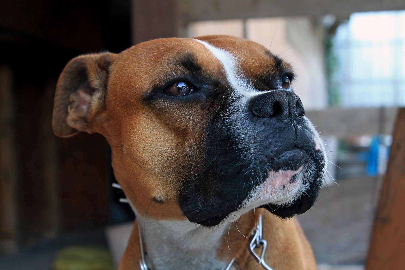 Canon EOS 1100D (EOS Rebel T3 / EOS Kiss X50) sample photo. Dog, boxer, animal photography