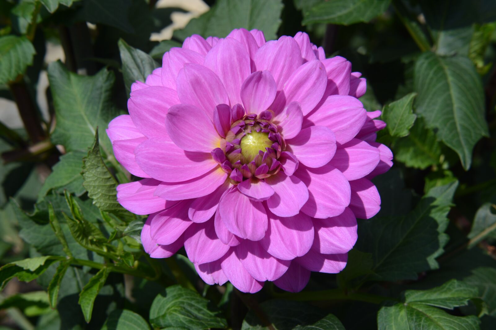 Nikon D7100 sample photo. Dahlia, bloom, nature photography