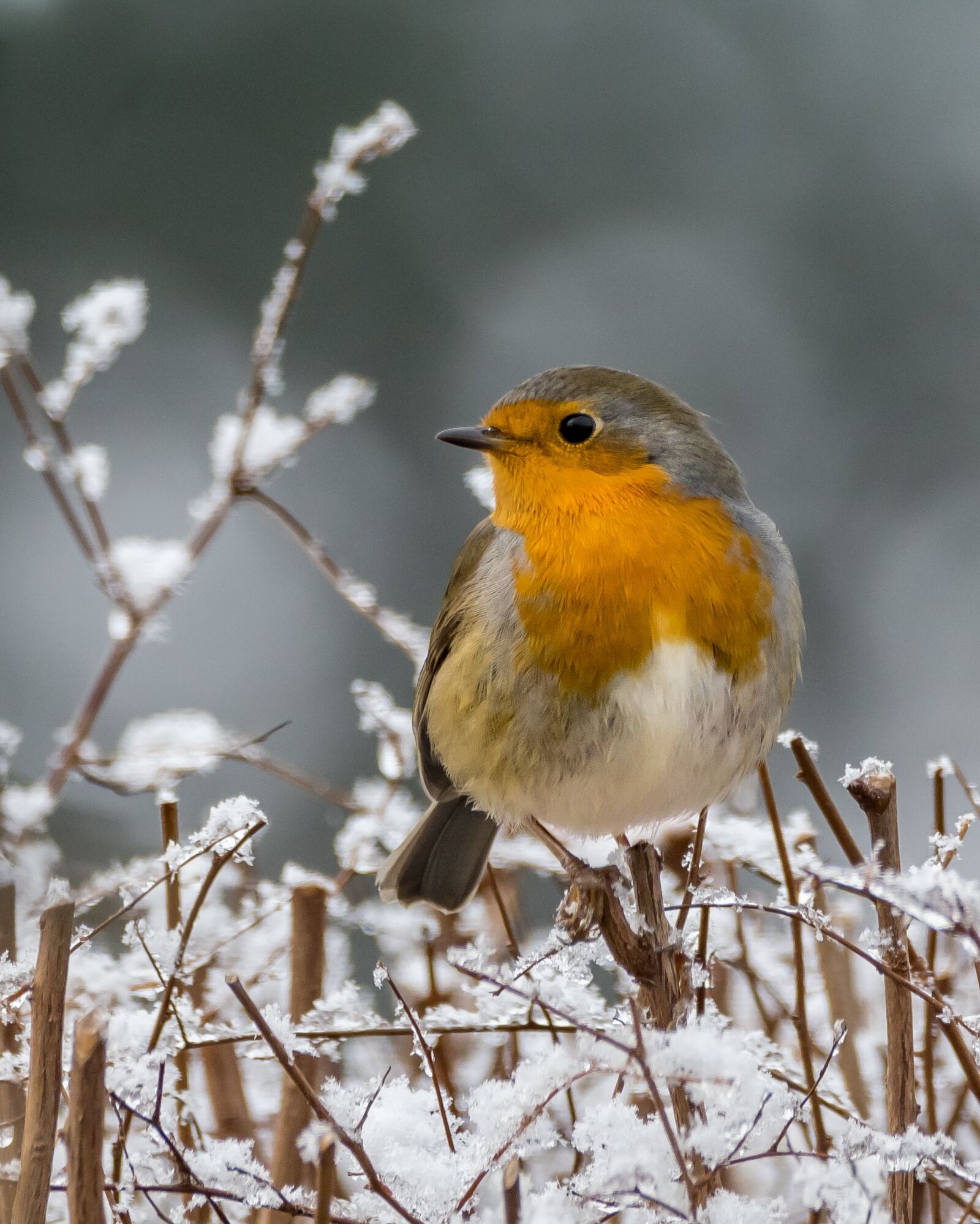 Nikon D500 sample photo. Animal world, bird, songbird photography