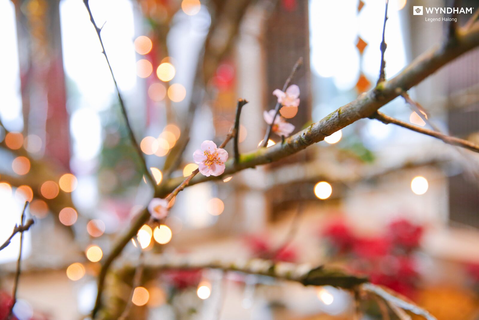 Canon EF 24-70mm F2.8L II USM sample photo. Flower, spring, nature photography