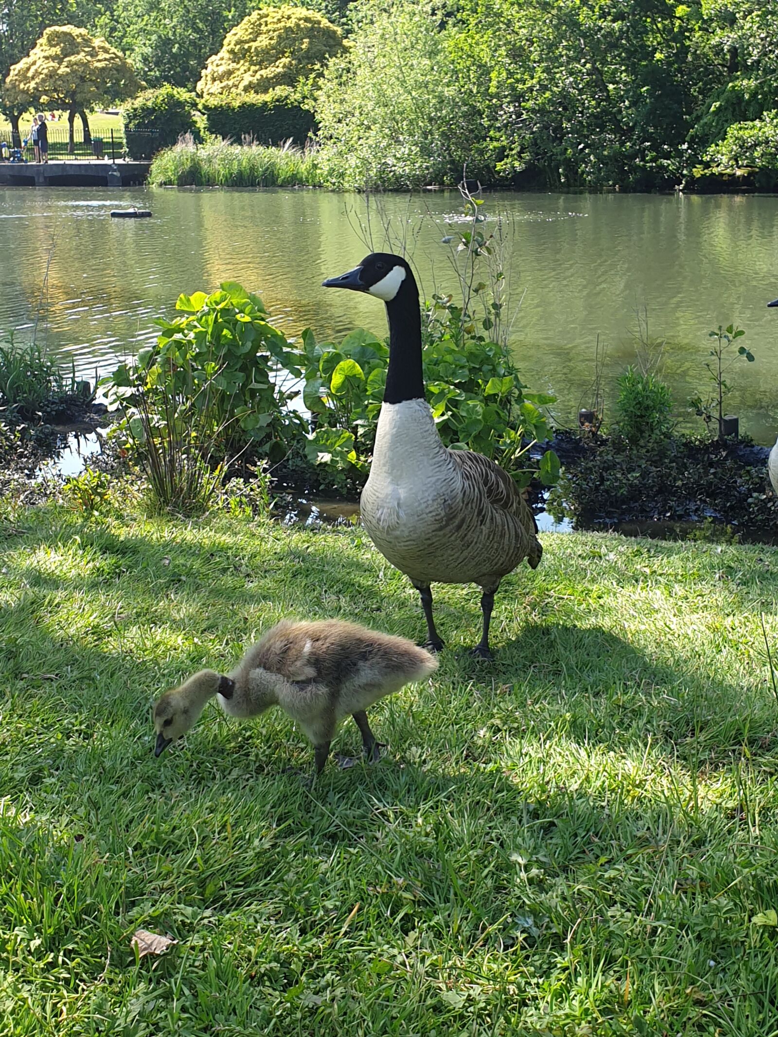 Samsung Galaxy S9 sample photo. Birds, canadian geese, gosling photography