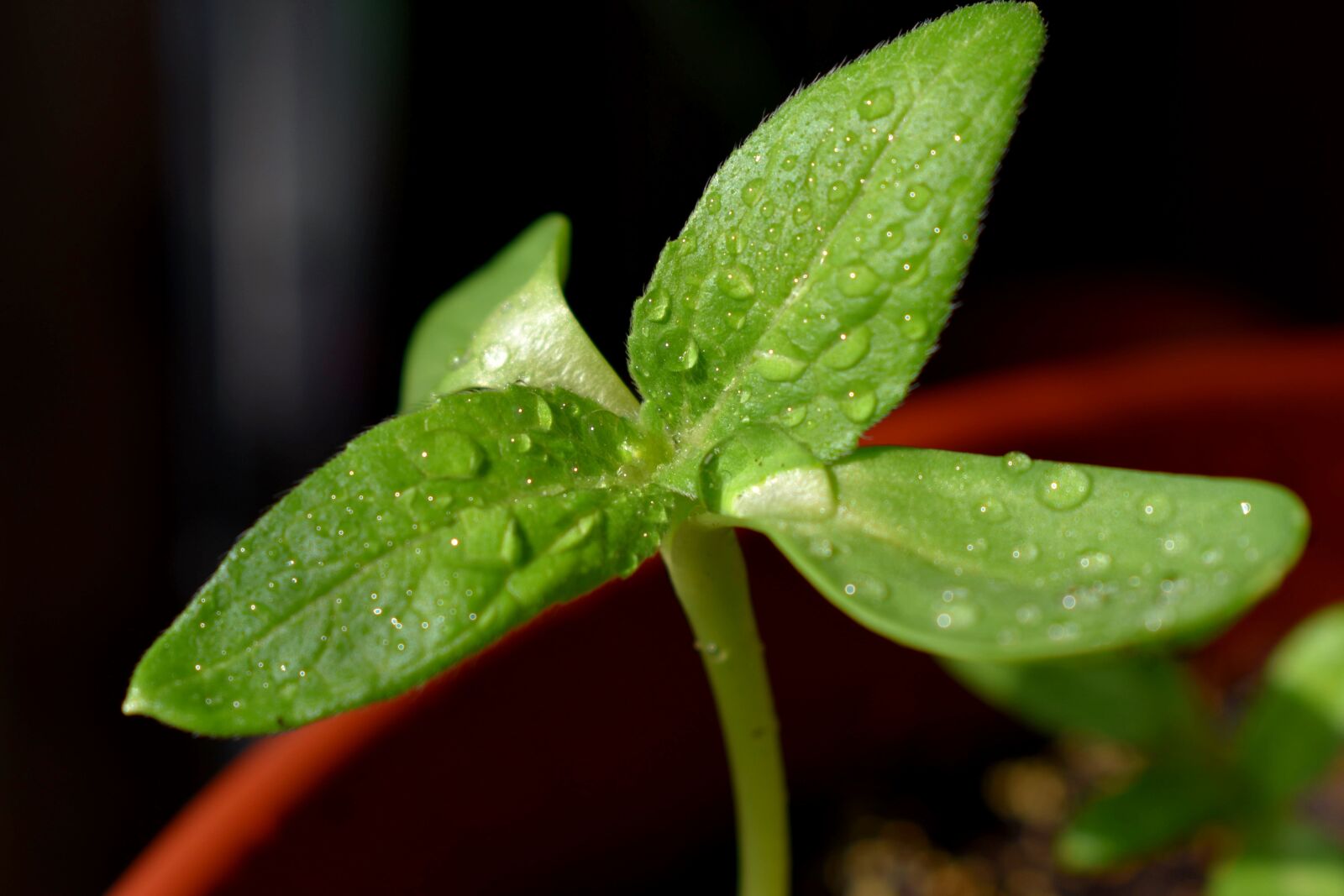 Nikon D3400 sample photo. Sheet, plant, macro photography