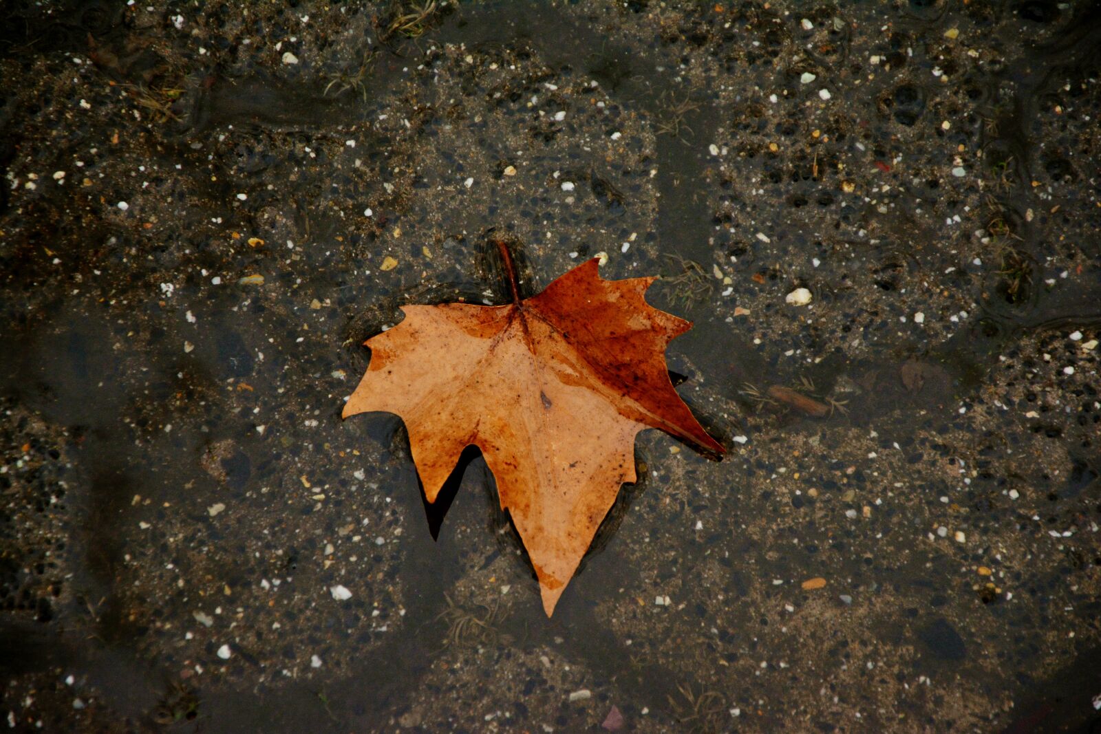 Nikon D5200 sample photo. Autumn leaf, dark, rain photography