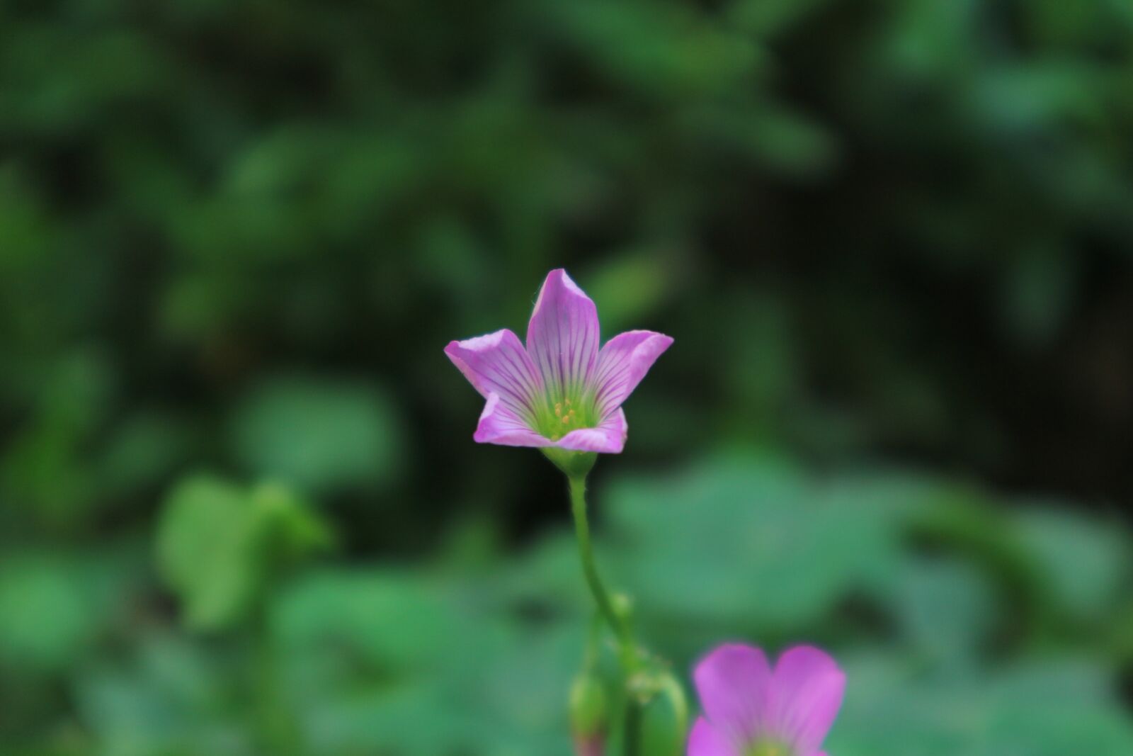 Canon EF-M 15-45mm F3.5-6.3 IS STM sample photo. Small flower, pink, bloom photography