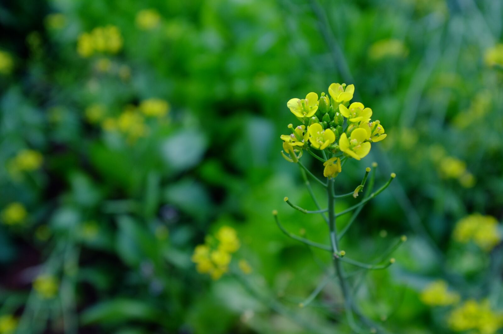 Fujifilm FinePix X100 sample photo. Flower, yellow, spring photography