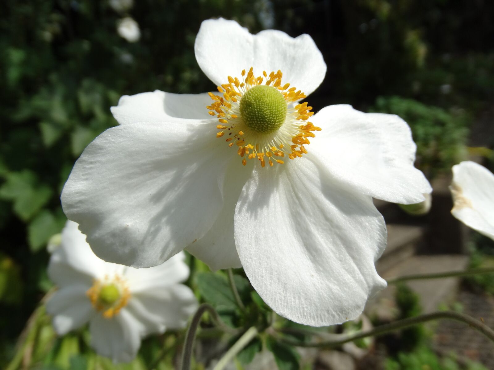 Sony Cyber-shot DSC-HX300 sample photo. Flowers, blossom, bloom photography