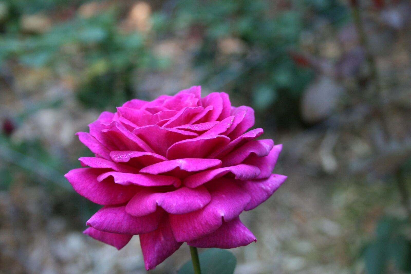 Canon EOS 350D (EOS Digital Rebel XT / EOS Kiss Digital N) sample photo. Rose, flower, floral photography