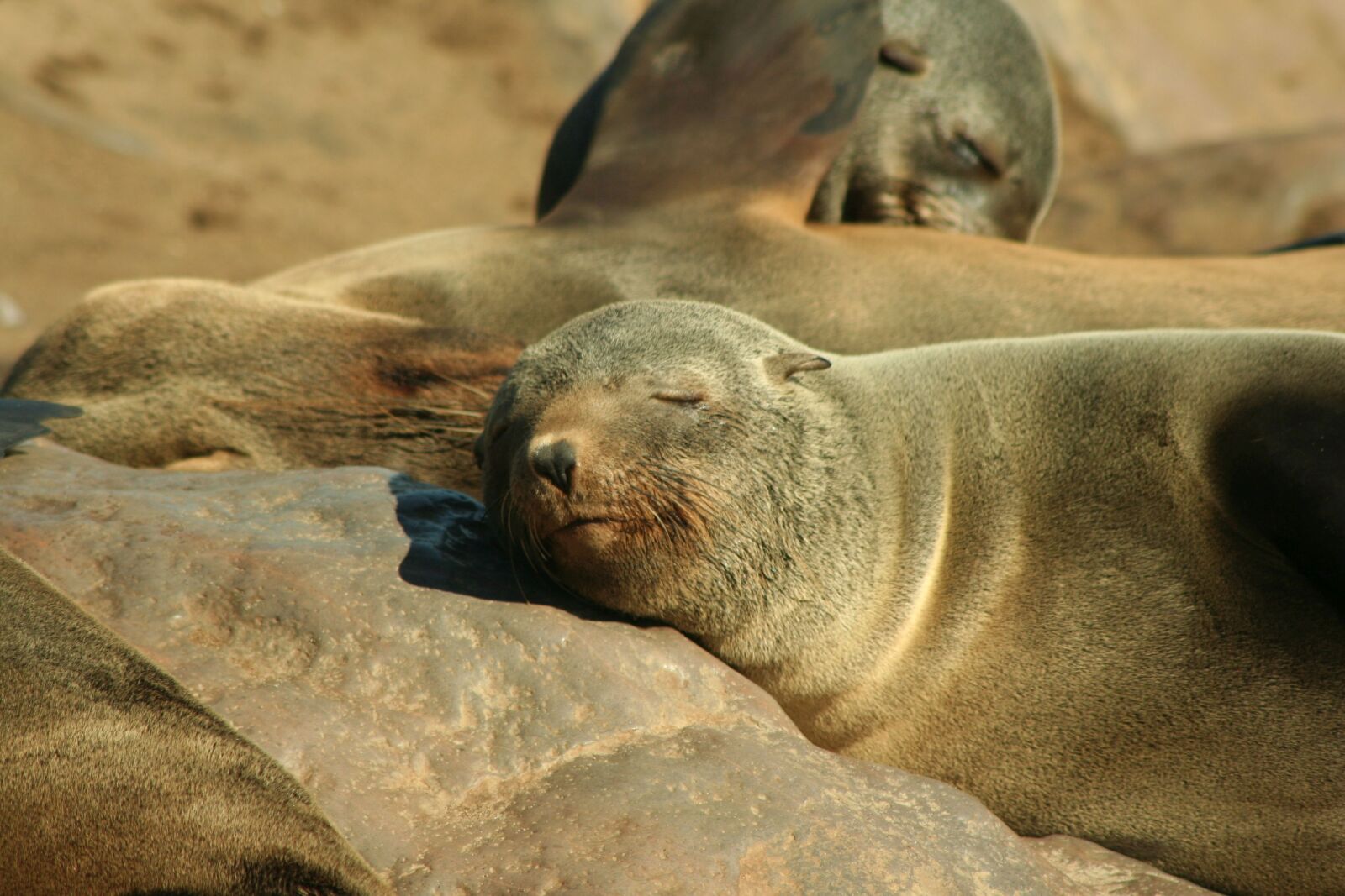 Canon EOS 350D (EOS Digital Rebel XT / EOS Kiss Digital N) sample photo. Seal, eared seal, animal photography