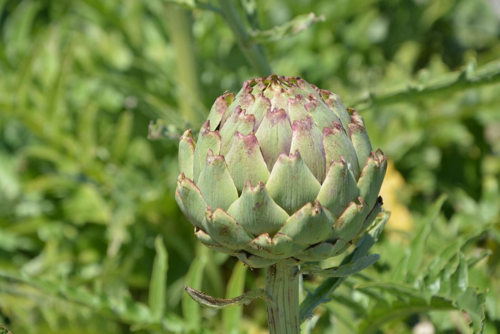 Nikon D5200 sample photo. Vegetable, artichoke, eat photography